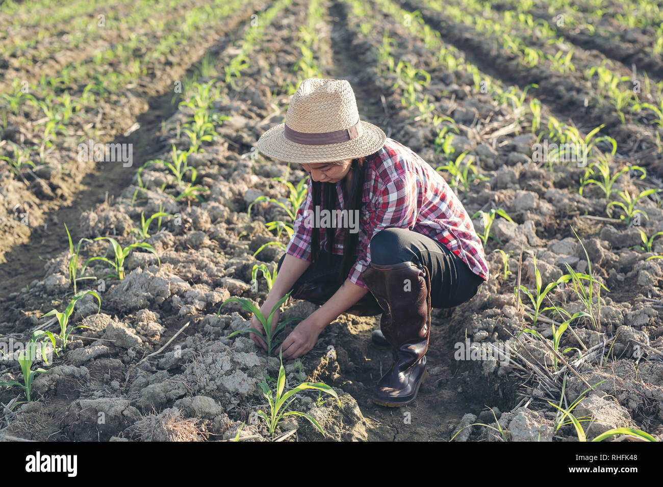 Farmer business woman in corn hi-res stock photography and images - Alamy
