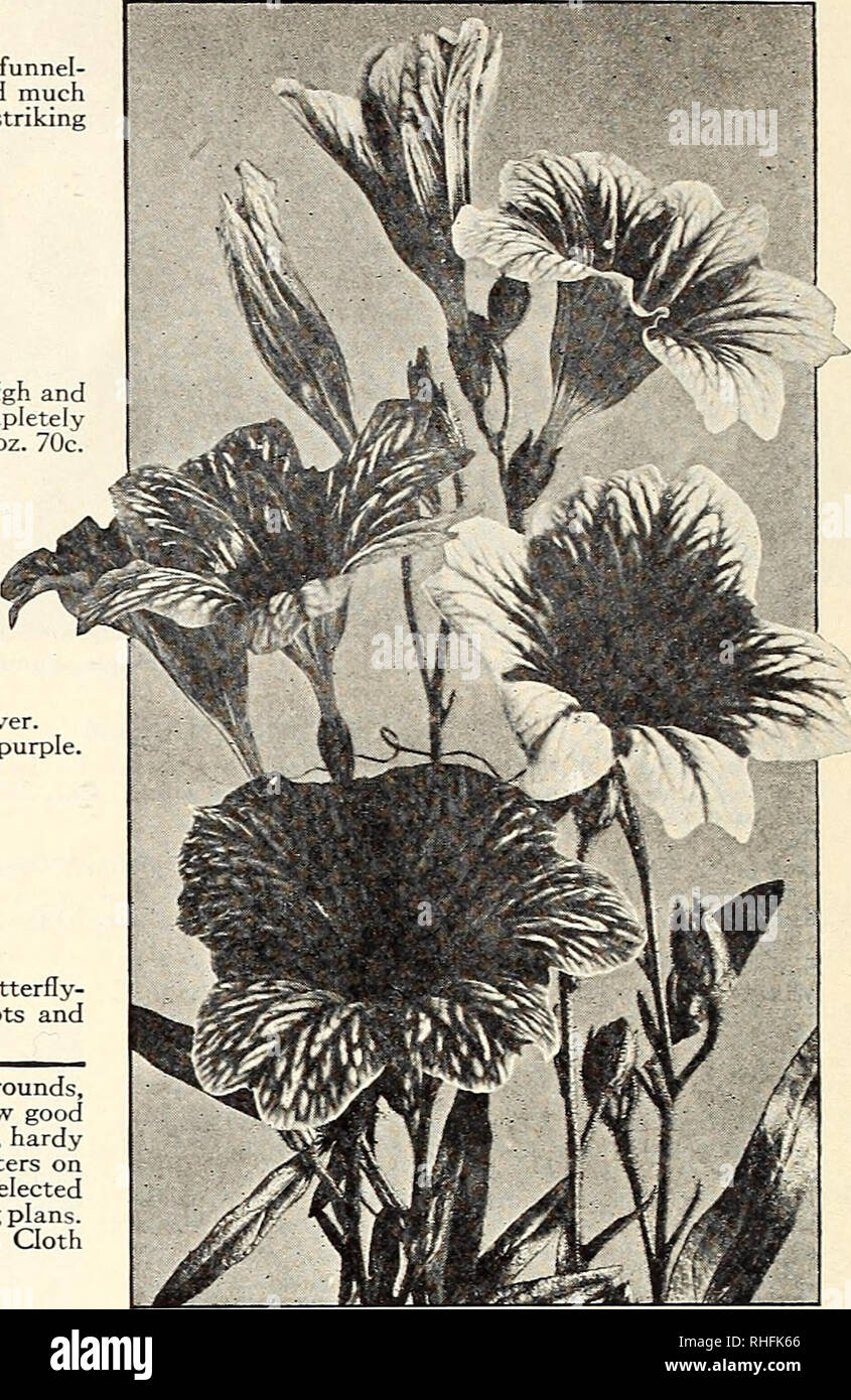 . Bolgiano of Baltimore garden guide 1929. Seeds Maryland Baltimore Catalogs; Vegetables Maryland Baltimore Catalogs; Nurseries (Horticulture) Maryland Baltimore Catalogs; Flowers Seeds Catalogs; Gardening Equipment and supplies Catalogs. Scabiosa (Mourning Bride) Salpiglossis (Painted Tongue) Bolgiano Stocks Giant Perfection One of the finest flowers for bedding and cutting, blooming profusely over a long season. The flowers are deliciously fragrant. The particu- lar strain we offer will produce plants 2 feet high of strong, bushy gro'ftth, with immense spikes of flowers. About 90 per cent of Stock Photo