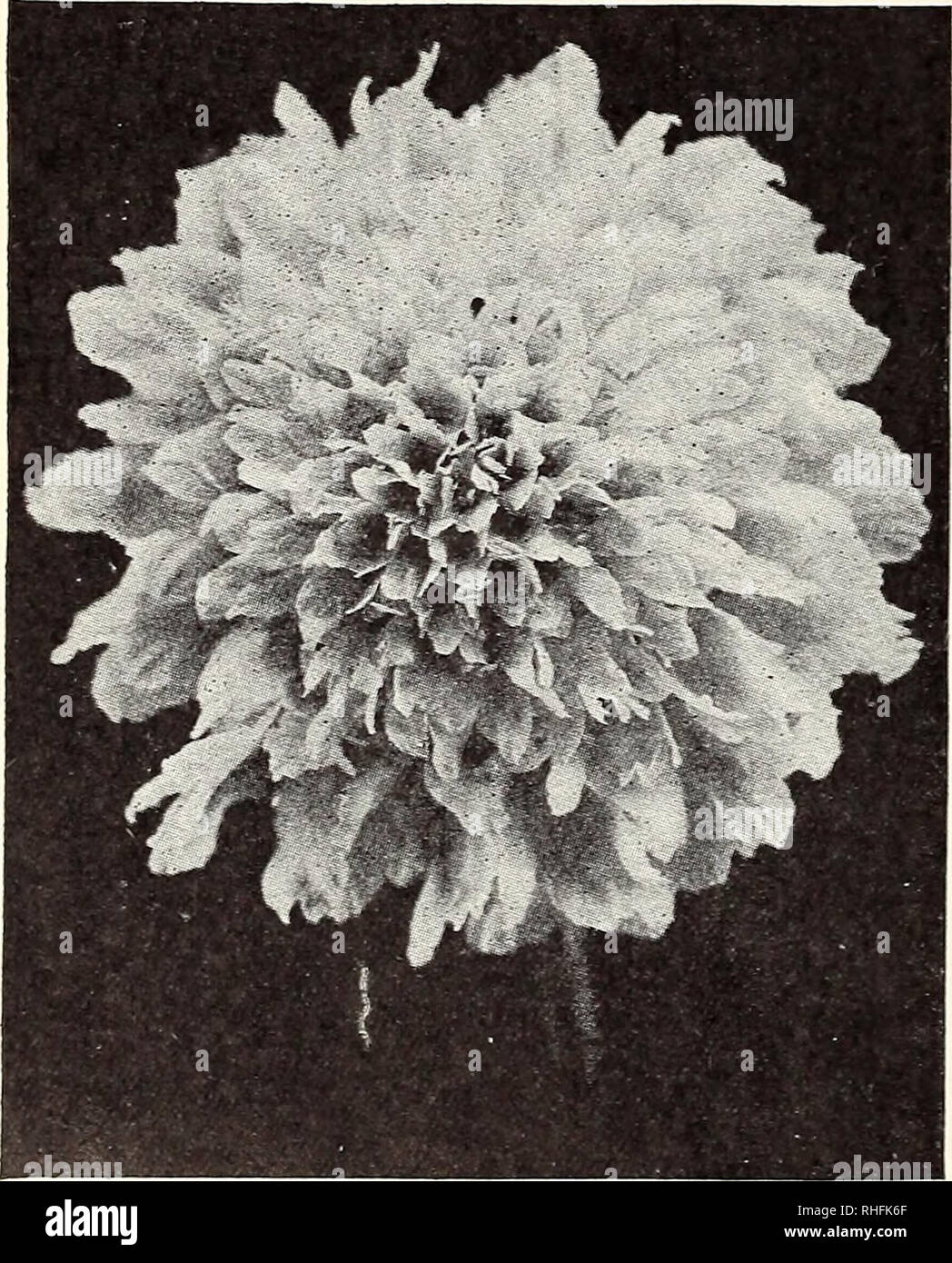 . Bolgiano of Baltimore garden guide 1929. Seeds Maryland Baltimore Catalogs; Vegetables Maryland Baltimore Catalogs; Nurseries (Horticulture) Maryland Baltimore Catalogs; Flowers Seeds Catalogs; Gardening Equipment and supplies Catalogs. 44 FLOWER SEEDS The J. Bolgiano Seed Co., Baltimore, Md. Salpiglossis (Painted Tongue) An exceedingly attractive half-hardy annual, with large, veined, funnel- shaped flowers which are highly ornamental in beds and borders and much prized for cutting. A bed of these beautiful plants is one of the most striking features of the garden during July and August. Br Stock Photo