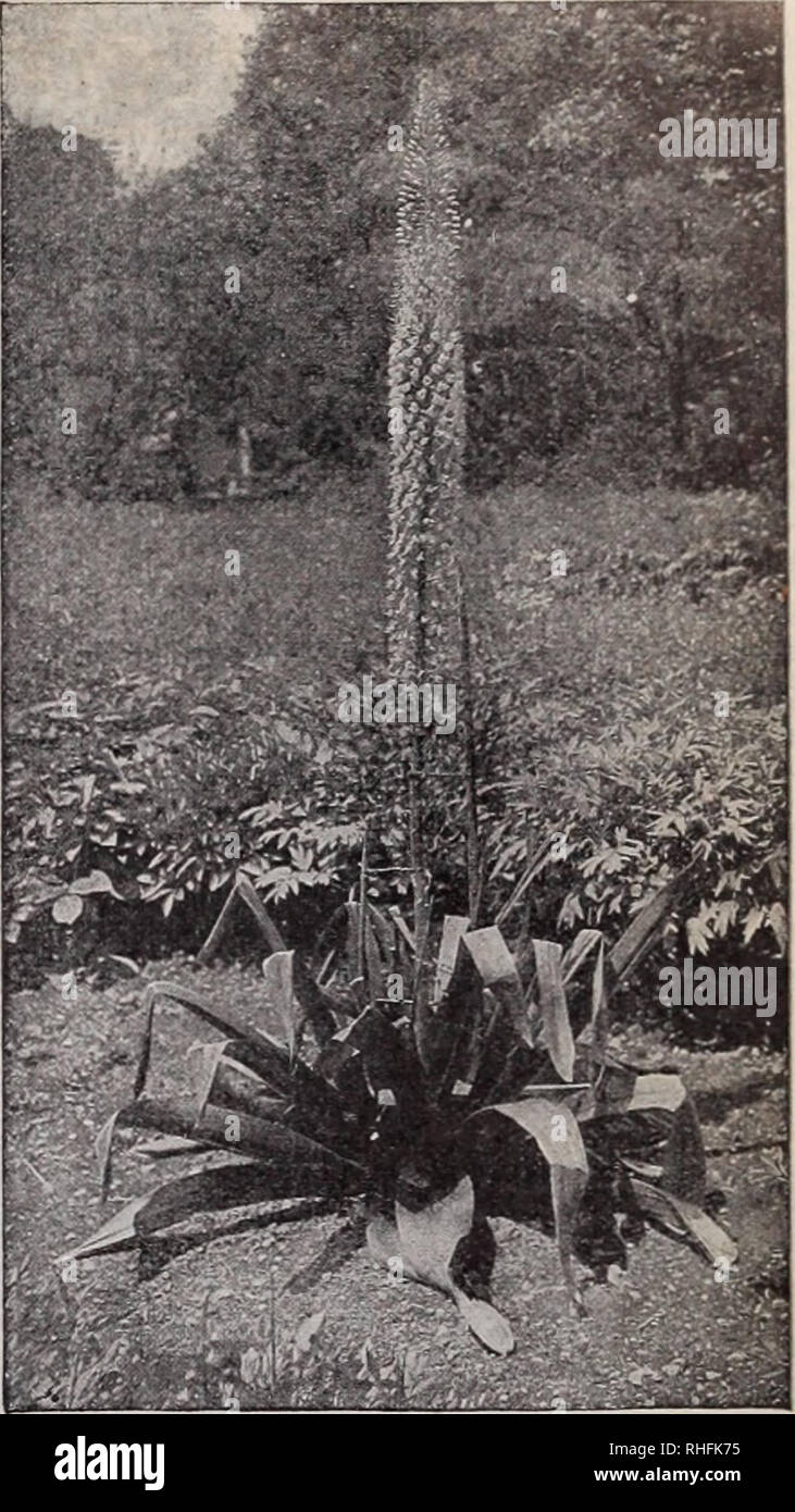 . Boddington's quality bulbs, seeds and plants / Arthur T. Boddington.. Nursery Catalogue. BODDINGTON'S 'S}yuaÂ£ltyi/ BULBS 129 HYACINTHUS candleans. A giant specimen of Hyacinth blooming in -ââ^âââ^â August, producing a magnifirent spike of tliimlile-like, pure u iule ilou ers 2 to 3 feet high. 10 cts. each, 75 cts. per doz., $5 per 100. ISMENE Calathina grandiflora. A grand summer flowering bulb. The flowers are of very large size, like an amaryllis; snowy white, and are all exceedingly fragrant. 15 cts. each, Si.25 per doz., $10 per 100. J'NQAR'VILLEA. I*Â®'a^ayi (Hardy Gloxinia). This comp Stock Photo