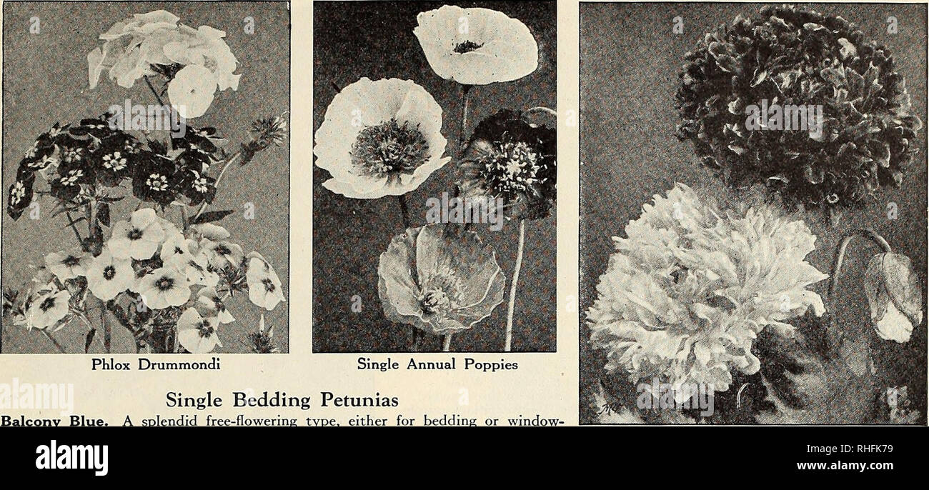 . Bolgiano of Baltimore garden guide 1929. Seeds Maryland Baltimore Catalogs; Vegetables Maryland Baltimore Catalogs; Nurseries (Horticulture) Maryland Baltimore Catalogs; Flowers Seeds Catalogs; Gardening Equipment and supplies Catalogs. Bolgiano*s Garden Guide for 1929 FLOWER SEEDS 43. Phlox Drummondi le Bedding Petunias Balcony Blue. A splendid free-flowering type, either for bedding or windoW' boxes, vases, hanging-baskets, etc. Rich indigo-blue. Pkt. 25 cts. Balcony Red. Bright red. Pkt. 25 cts. Balcony Rose. Brilliant rose-pink. Pkt. 25 cts. Howard's Star. Crimson-maroon with a clearly d Stock Photo