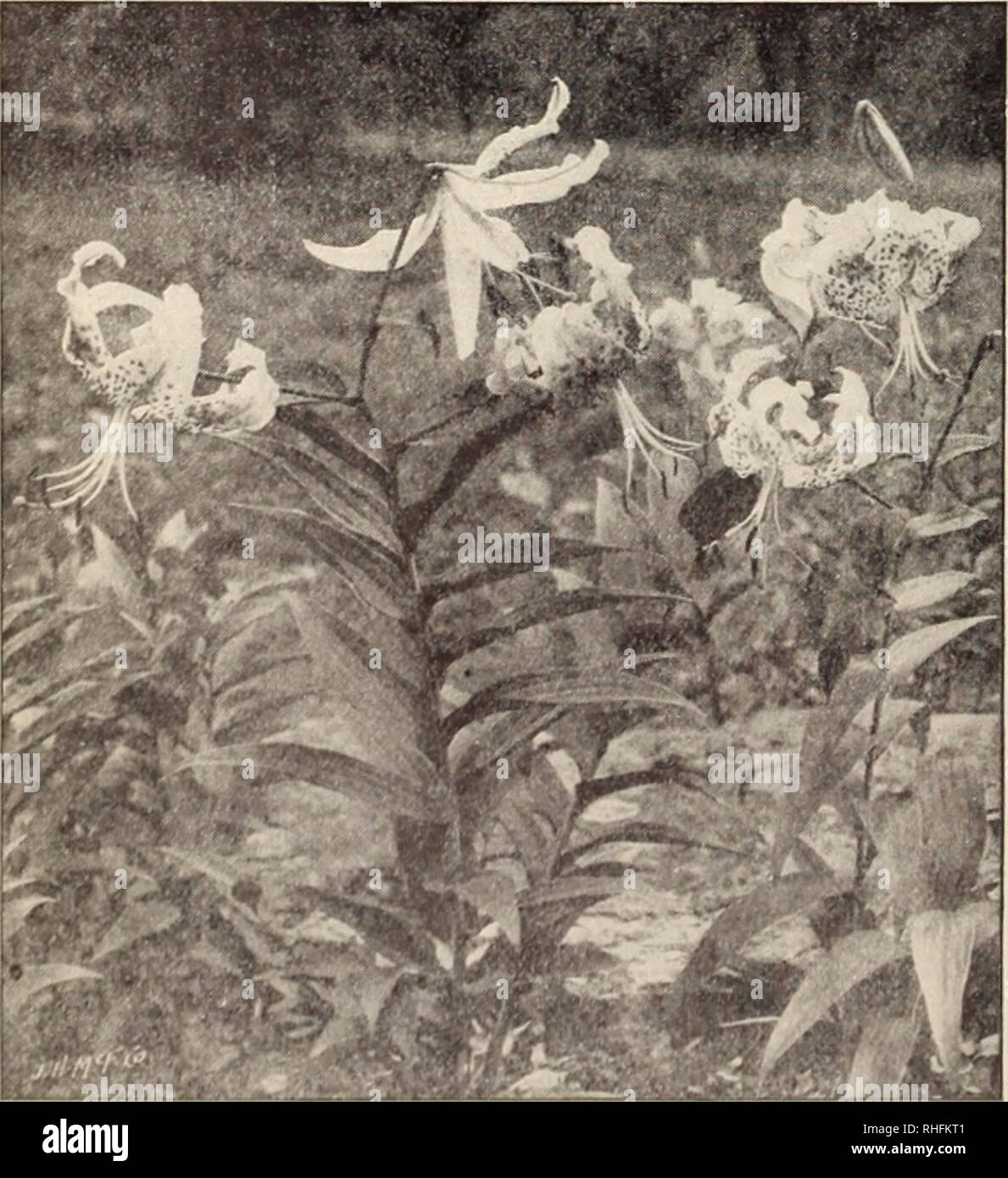 . Boddington's quality bulbs, seeds and plants / Arthur T. Boddington.. Nursery Catalogue. Lilium auratum (type) RARE LILIUM AURATUMS LILIUM AURATUM MACRANTHUM. Another grand type of the (iolden-banded Lily. Large bulbs, 50 cts. each, $4 per doz., S30 per ,000.. Lilium speciosum (typej LILIUM AURATUM PICTUM. A very choice Each Doz. 100 type of Liliiui! auratum ; pure white, with red and j'ellow bands through each petal. Large bulbs ...fo 30 $3 00 $20 00 LILIUM AURATUM PLATYPHYLLUM. A very strong and vigorous type of L. aurahim. Flowers of immense size, pure ivory-white, with a deep golden band Stock Photo