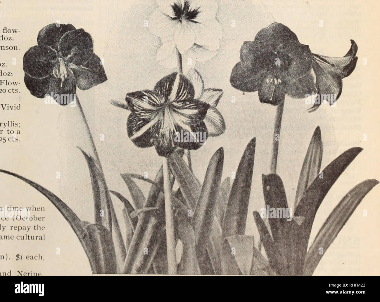 . Boddington's quality bulbs, seeds and plants / Arthur T. Boddington.. Nursery Catalogue. AMARYLLIS (Hippeastrums) Merine Corusca major AMARYLLIS, continued Johnsoni (Bermuda Spice Lily). Crimson flow- ers, white striped. 25 cts. each, $2.50 per doz. FormosisBima (Jacobaean Lily). Dark crimson. 25 cts. each, $2 per doz. Longifolia alba. 15 cts. each, $1.50 per doz. Longifolia rosea. 15 cts. each, $1.50 per doz-. Belladonna major (Belladonna Lily). Flow- ers white, flushed and tipped deep rose. 20 cts. each, $1.50 per doz. Valotta purpurea (Scarborough Lily). Vivid scarlet. 25 cts. each, $2.50 Stock Photo