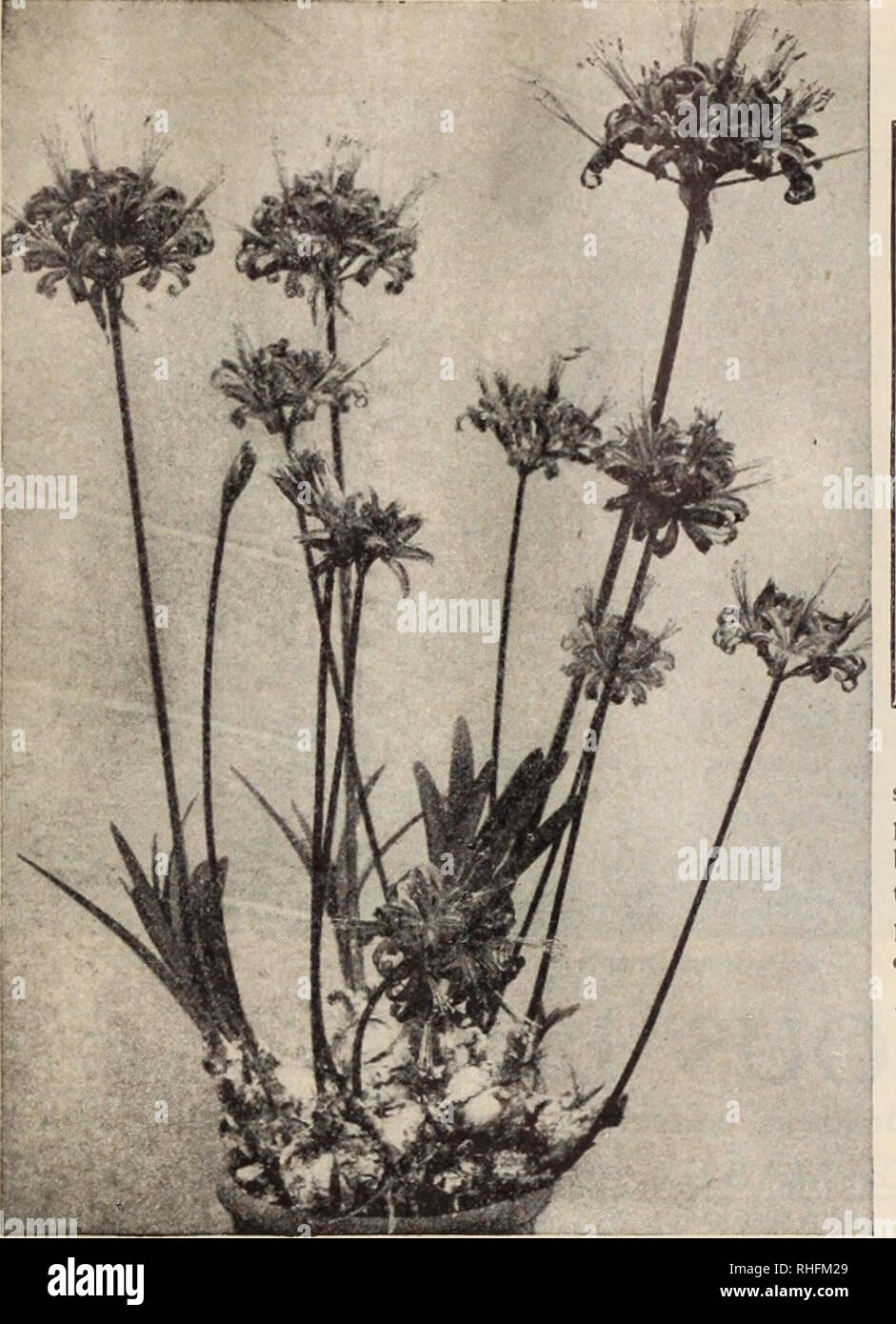 . Boddington's quality bulbs, seeds and plants / Arthur T. Boddington.. Nursery Catalogue. BODDINGTON'S ^A^OZc^ BULBS&quot; 17. AMARYLLIS (Hippeastrums) Merine Corusca major AMARYLLIS, continued Johnsoni (Bermuda Spice Lily). Crimson flow- ers, white striped. 25 cts. each, $2.50 per doz. FormosisBima (Jacobaean Lily). Dark crimson. 25 cts. each, $2 per doz. Longifolia alba. 15 cts. each, $1.50 per doz. Longifolia rosea. 15 cts. each, $1.50 per doz-. Belladonna major (Belladonna Lily). Flow- ers white, flushed and tipped deep rose. 20 cts. each, $1.50 per doz. Valotta purpurea (Scarborough Lily Stock Photo