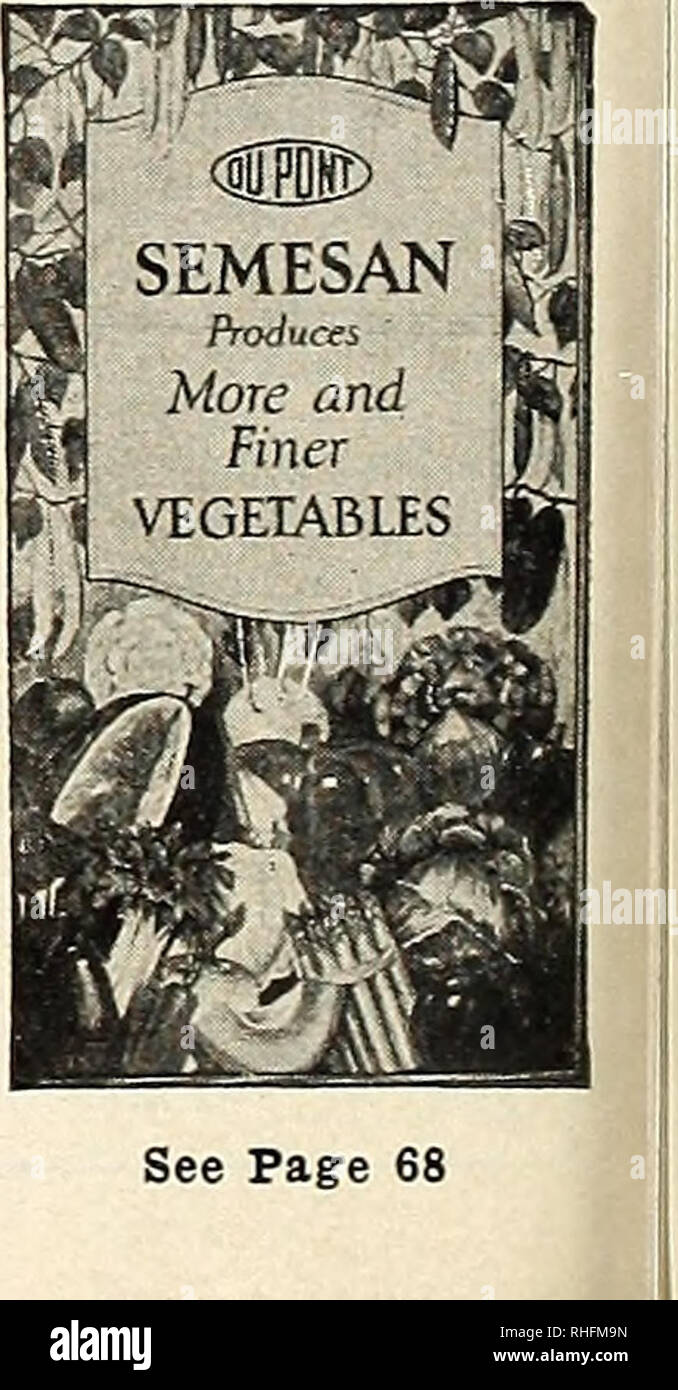 . Bolgiano of Baltimore garden guide 1928. Seeds Maryland Baltimore Catalogs; Vegetables Maryland Baltimore Catalogs; Nurseries (Horticulture) Maryland Baltimore Catalogs; Flowers Seeds Catalogs; Gardening Equipment and supplies Catalogs; Poultry Equipment and supplies Catalogs. Chou-Fleur Cavolo Flore Blumen Kohl coliflor Bolgiano's Earliest Snow Ball Cauliflower Either dust seed with Semesan at the rate of 1 ounce to 15 pounds of seed or soak them in normal liquid Semesan for 60 minutes to control surface-borne seed diseases. Water seed- lings with normal liquid Semesan to prevent damping-oj Stock Photo