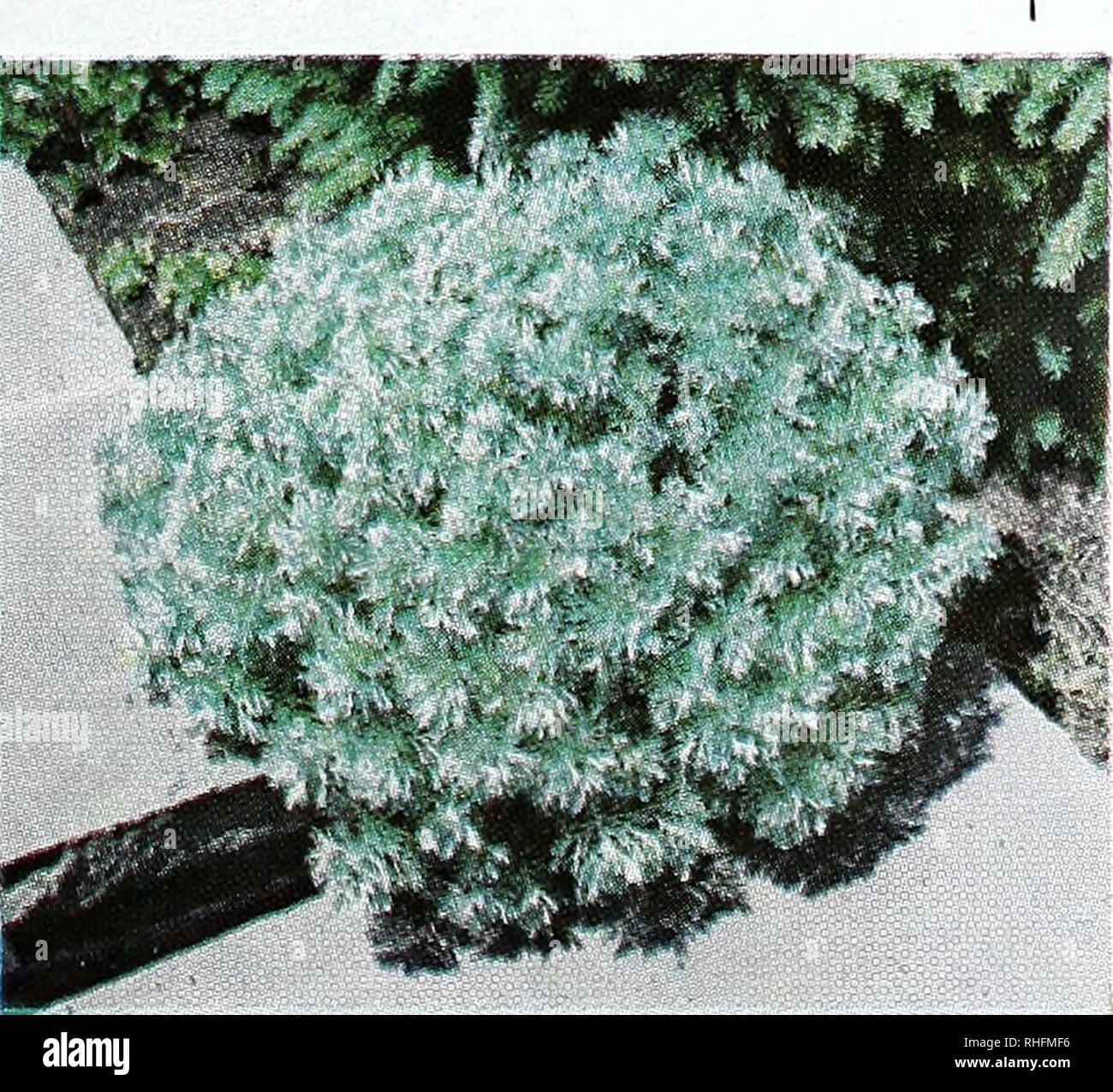 Bolgiano S Bulbs Plants And Lawn Seeds For Fall 1964 Planting Nurseries Horticulture Catalogs Bulbs Plants Catalogs Seeds Catalogs Trees Catalogs For Fall Planting Ground Covers English Ivy The Fastest Growing Ground Cover