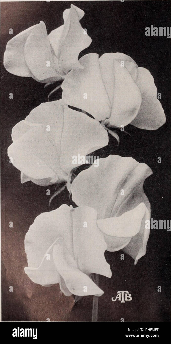 English Orchid Growers Stock Photos English Orchid Growers Stock Images Alamy