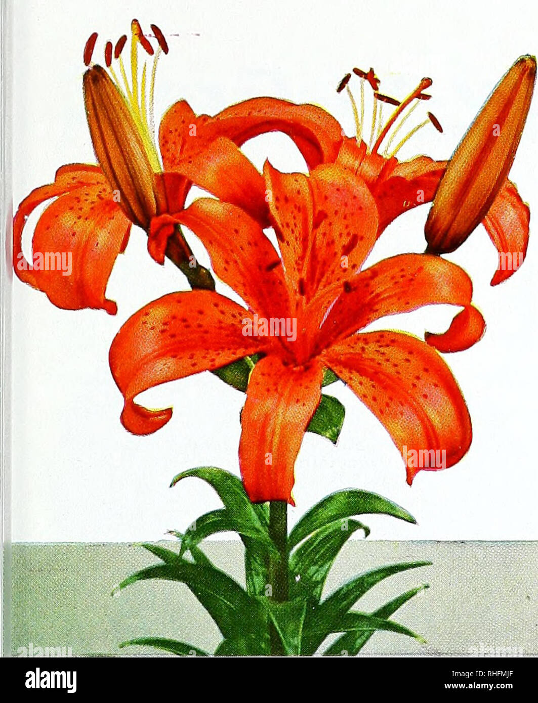 . Bolgiano's bulbs, plants and lawn seeds for fall 1964 planting. Nurseries (Horticulture) Catalogs; Bulbs (Plants) Catalogs; Seeds Catalogs; Trees Catalogs. ENCHANTMENT Madonna {Lilium candidum). Wliite. June bloom- ing. French grown. 65c. each; 3 for $1.85; $7.00 do Speciosum Rubrum. White, tinted pink and heavily spotted red. $1.00 each; 3 for $2.50; S9.00 per doz. Croft. Write for prices. y'^'^y^-^'^0-'ixotk. Colorful - Easy to Grow These glorious Lilies were grown for you in Oregon on the slopes of lovefy Mount Hood. Ready for delivery in October. Each 3 Auratum Platyphyllum. The Gold-Ba Stock Photo