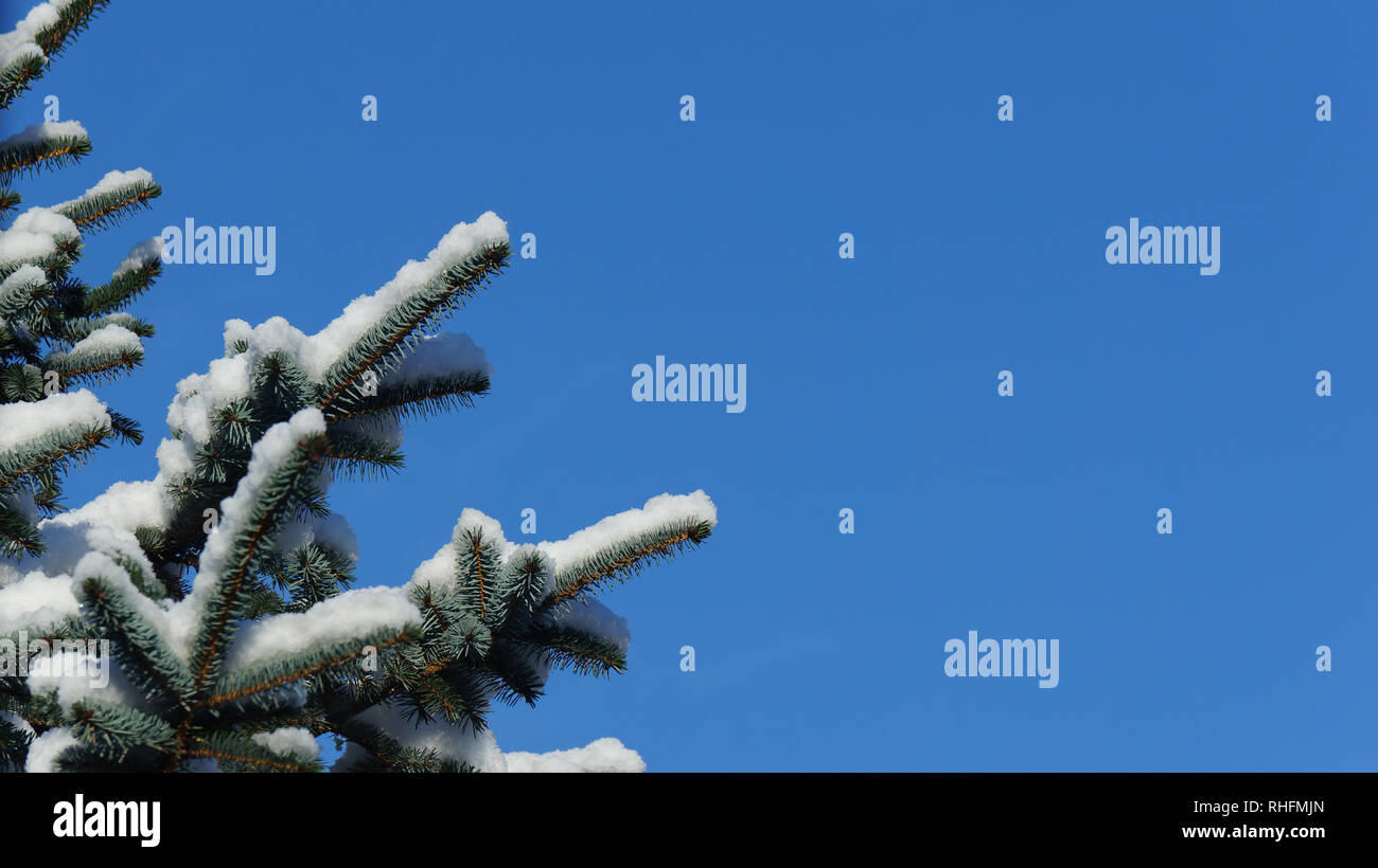 Ice cold tree branch with blue background hi-res stock photography and ...
