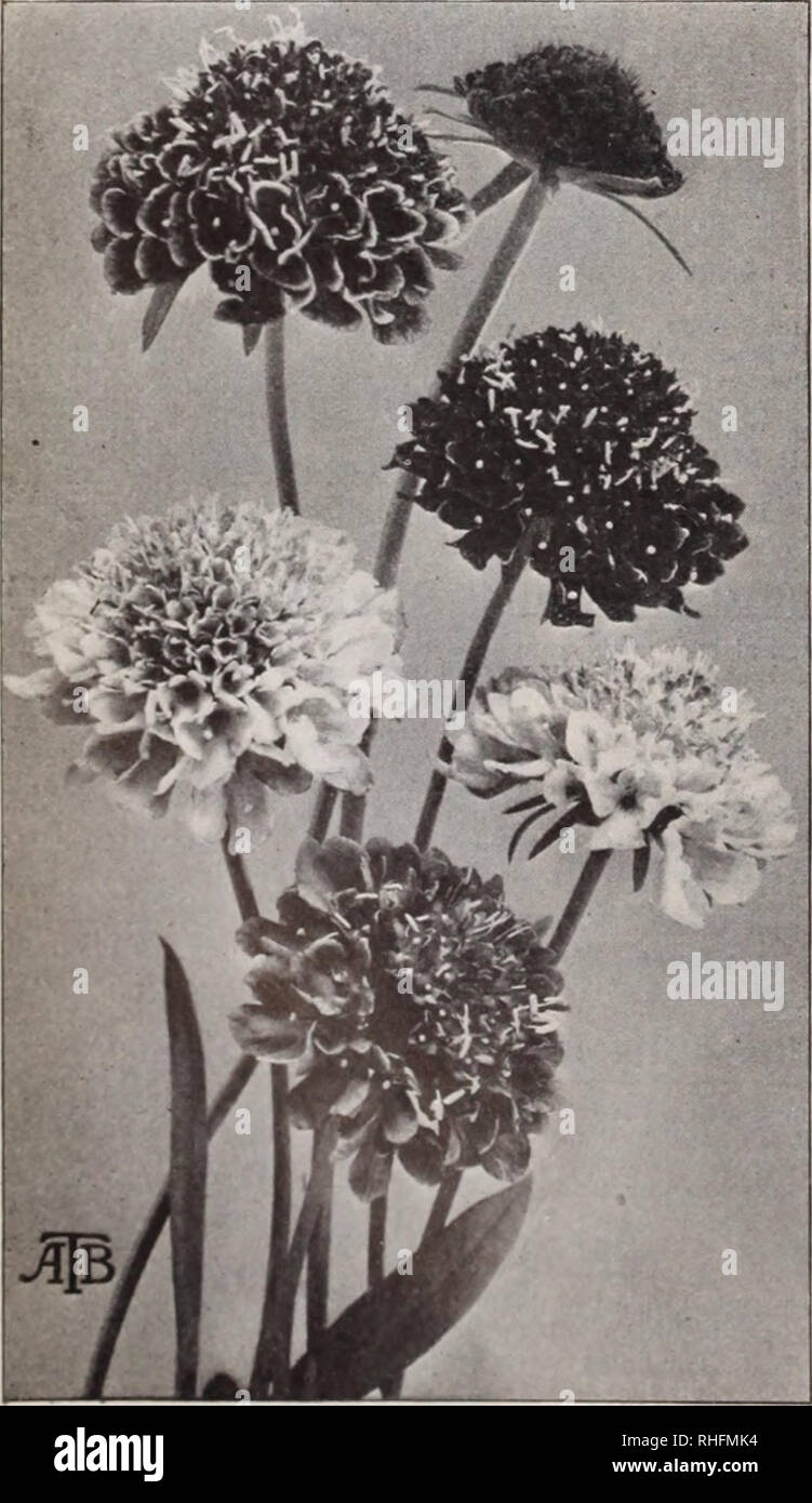 . Boddington's quality bulbs, seeds and plants / Arthur T. Boddington.. Nursery Catalogue. 46 Arthur T.Boddington. 342 West 14th St.. New Vork City SALVIA, continued Pkt. '/goz. Splendena aucubaefolia (SUverspot). Dark i^rccii Uaves, with Ii&gt;;lu sulphur spots, rist inl)ling an aucuba; l)right scarli t llowtr $o lo $050 Splendens carminea. Siilciuiid rose-cartuine; a new shade not seen heretofore in the Salvia; dwarf 25 Splendens gigantea. Attains the enormous height of 7 feet ; highly rei ointnended for groups or individual specimens 10 75 Splendena pendula. Drooping spikes. Very large droo Stock Photo