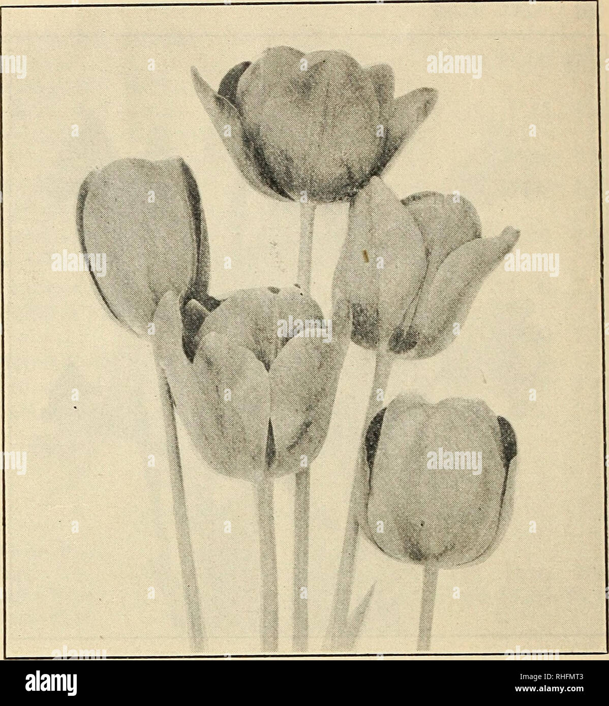 . Bolgiano's capitol city seeds : 1922. Nurseries (Horticulture) Catalogs; Bulbs (Plants) Catalogs; Vegetables Catalogs; Garden tools Catalogs; Seeds Catalogs. F. W. B0LQ1AN0 &amp; CO. WASHINGTON, D. C. SINGLE EARLY TULIPS Ready for Delivery late in September. Each Doz. 100 ARTUS, Dark Scarlet, large flower $0.05 $0.45 $2.75 CHRYSOLORA, Large Pure Yellow 05 .50 3.25 COTTAGE MAID, Dark Rose shaded with White 05 .50 3.25 DUCHESS DE PARMA, Brownish Red with large light orange border 05 .45 3.00 KEIZERKROON, Bright Red with broad golden yellow border 05 .45 2.75 LA REINE (Queen Victoria), White, s Stock Photo
