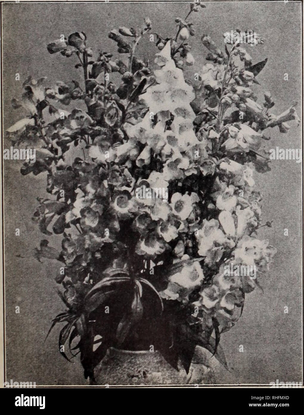 . Boddington's quality bulbs, seeds and plants / Arthur T. Boddington.. Nursery Catalogue. BODDINGTON'S ^A^Utltl/ SEEDS 35 NEMESIA, Large-flowered. H.H.A. Free-flowering and bushy; splendid for massing. Pl^^ Orange So 25 Cream and White 25 Carmine 25 Red Scarlet Striped Collection of the above 6 varieties, $1.25 NEMESIA, Dwarf. Fine for edgings and pot culture. Blue Gem White Gem NICOTIANA affinis. H.A. 3 ft. Clusters of long while flowers; fragrant Oz., socts... 25 25 50 50 05 NICOTIANA AFFINIS. B.'S CHOICE HYBRIDS Fine variety of bright colors; sweet-scented. Pkt. 25 cts. NICOTIANA SANDERAE  Stock Photo