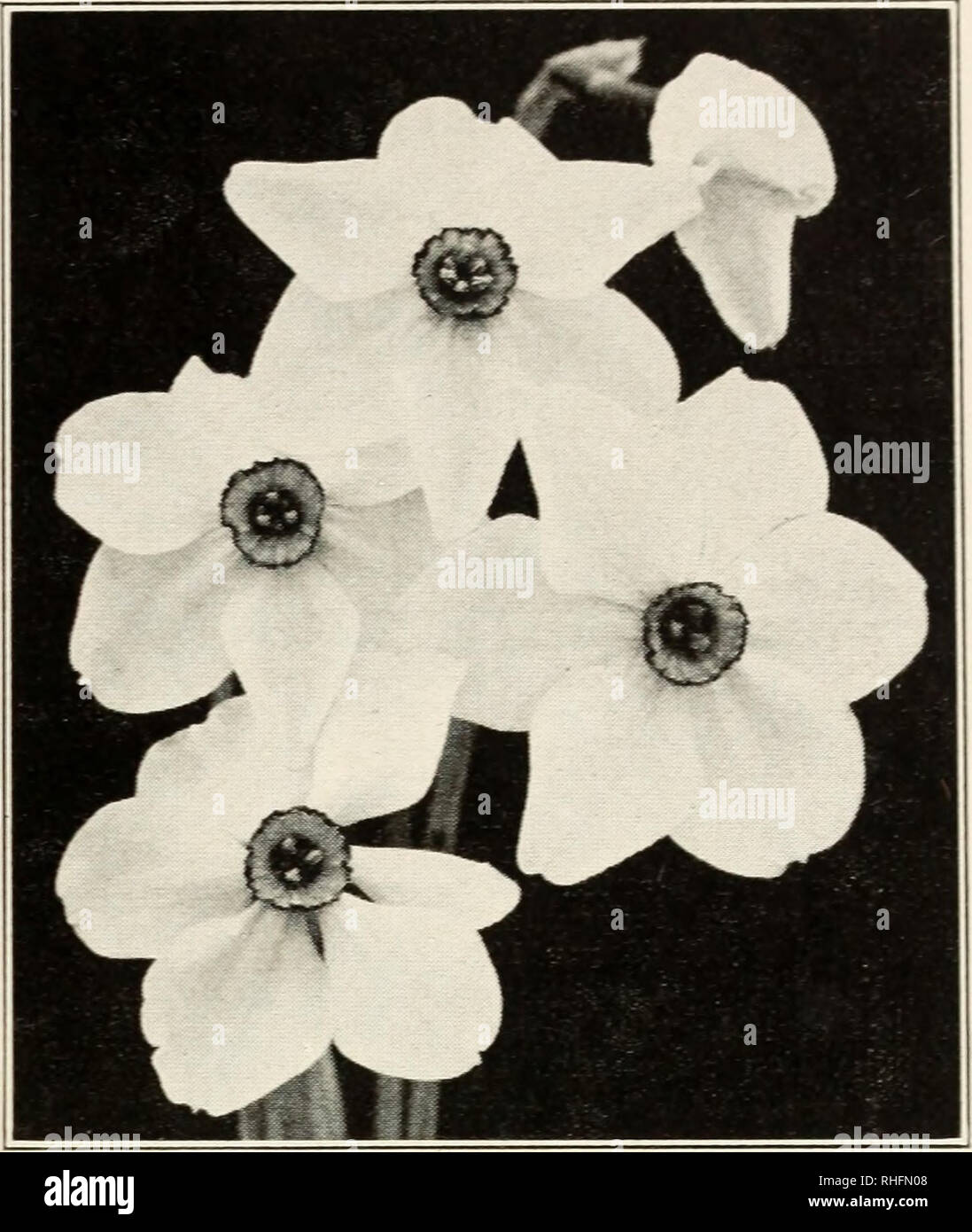 . Bolgiano's bulbs plants seeds for fall planting 1938. Nurseries (Horticulture) Catalogs; Bulbs (Plants) Catalogs; Seeds Catalogs. F. W. BOLGIANO &amp; CO., WASHINGTON, D. C. 11 Narcissus -^ Jonquils INCOMPARABILIS NARCISSUS CROESUS. A most striking Daffo- dil. Round imbricated Primrose per- ianth with widely expanded deep red crown. Height 16 inches. 12 cts. each; $1.20 doz.; $9.00 per 100. WILL SCARLETT. A cream colored perianth supporting a fine cup, ex- quisitely frilled, of wonderful orange- scarlet. Splendid for the garden be- cause it holds its color nicely and is persistently hardy ;  Stock Photo