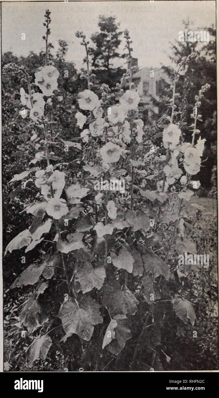 . Boddington's quality bulbs, seeds and plants / Arthur T. Boddington.. Nursery Catalogue. Japanese Horning-Olory Single Hybrid Everblooming Hollyhocks Ipomoea (Morning-Glories) H.A. Quick-growing summer climbers. Unsurpassed for covering trel- lises, walls, etc. Oz Coccinea. 10 ft. Scarlet flowers $005 $025 Imperial Japanese (Japanese Morning-Glory). See Con- volvulus. Page 23. Leari. Dark blue ]o i 50 Mezicana grandiflora alba. 15 ft. The great white Moon- flower 10 75 Bona-nox (Good-night). Opens large white flowers in the evening 05 25 Rubro-coerulea (Heavenly Blue). 15 ft. Sky-blue flower Stock Photo