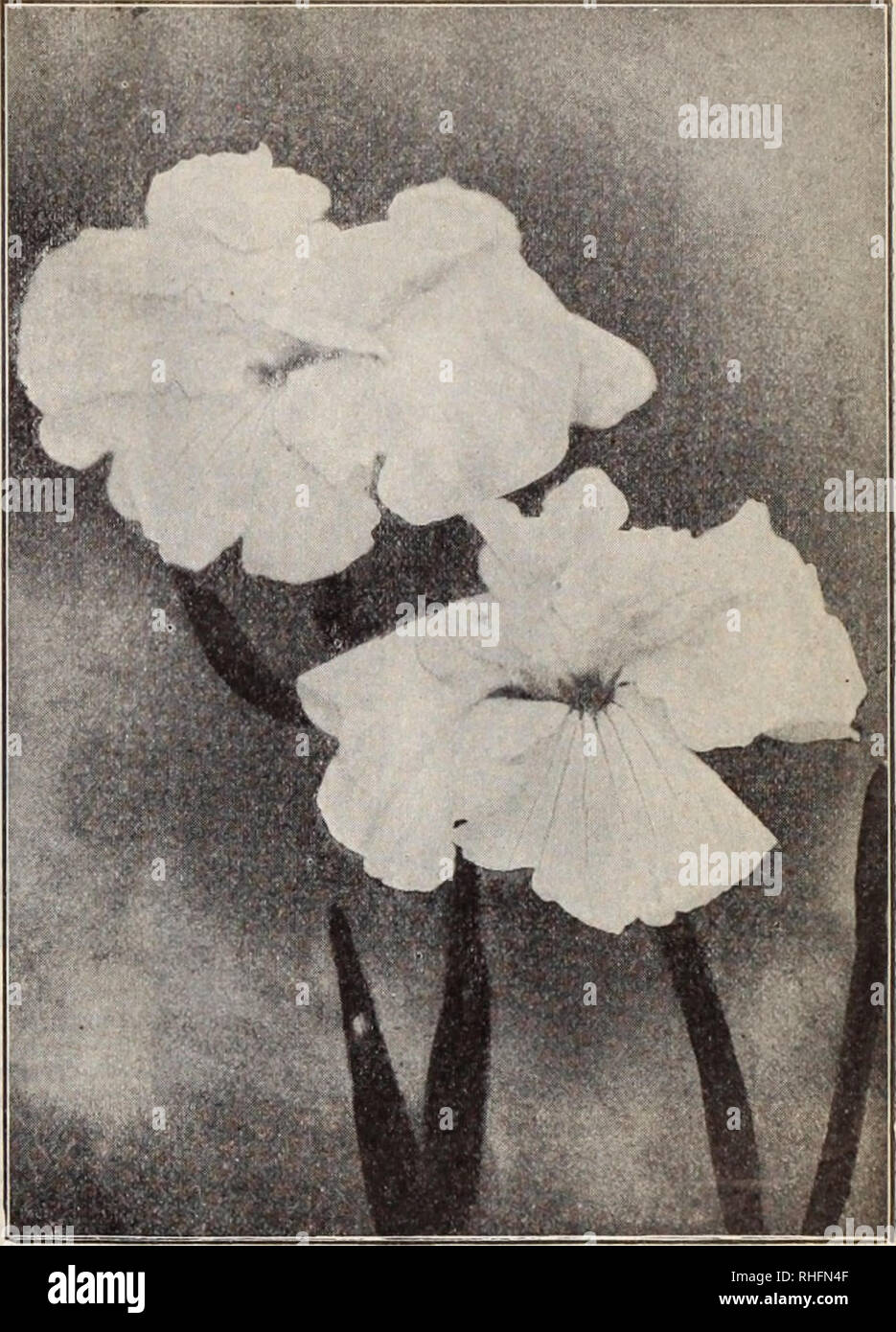 . Boddington's quality bulbs, seeds and plants / Arthur T. Boddington.. Nursery Catalogue. BODDINGTON'S JAPANESE IRIS (Iris Kaempferi) The Japanese Iris is the most showy and strikin^;Iy beautiful of all the large family of Iris; and very few flowers, the orchid not bein^^ excepted, surpass this unique flower in size and gorgeousness and variety of color, which ranges from snow-white to the deepest purple, striped, variegated and multicolored in the greatest profusion of coloring. The collections which we offer below are American grown, thor- oughly acclimated and hardy and true to cokir and n Stock Photo
