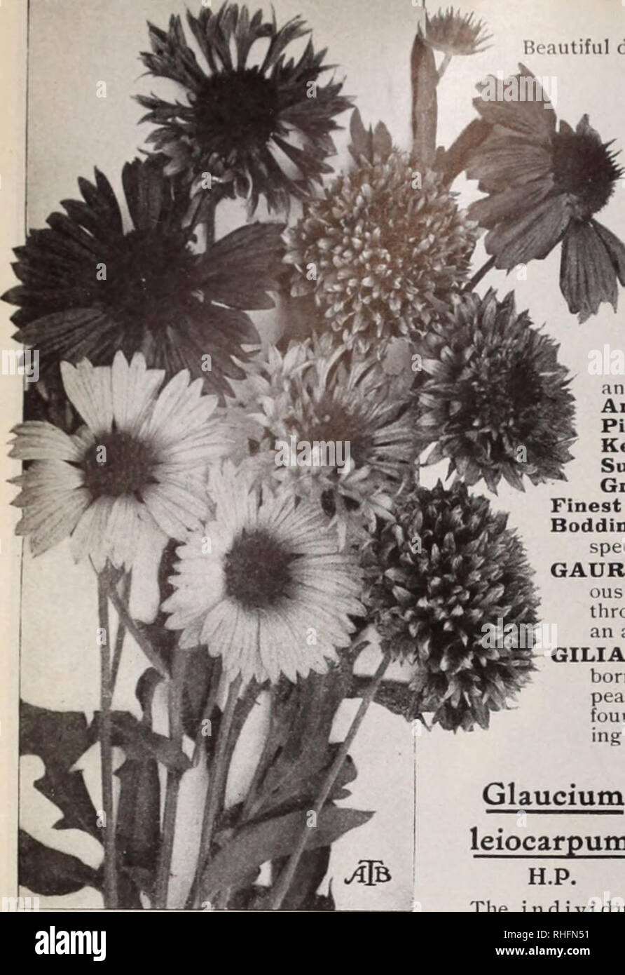 . Boddington's quality bulbs, seeds and plants / Arthur T. Boddington.. Nursery Catalogue. 2G Arthur T.Boddington, 342 West 14th St.. New Vork City. Francoa ramosa (Bridal Wreath) g.P. Beautiful decorative plant, which is of the easiest possible greennouse culture. During the summer months it produces a large number of elegant sprays of pure white llowers. Excellent for cutting. Height ft. Pkt. 25 cts. Pkt. FRANCOA glabrata. H.H.P. The flowers are of the purest snow- white, are very freely produced on large-branched spikes 3 pkts. for $1. .$0 35 FDNKIA (Plantain Lily). H.P. aft. Summer. Albo m Stock Photo