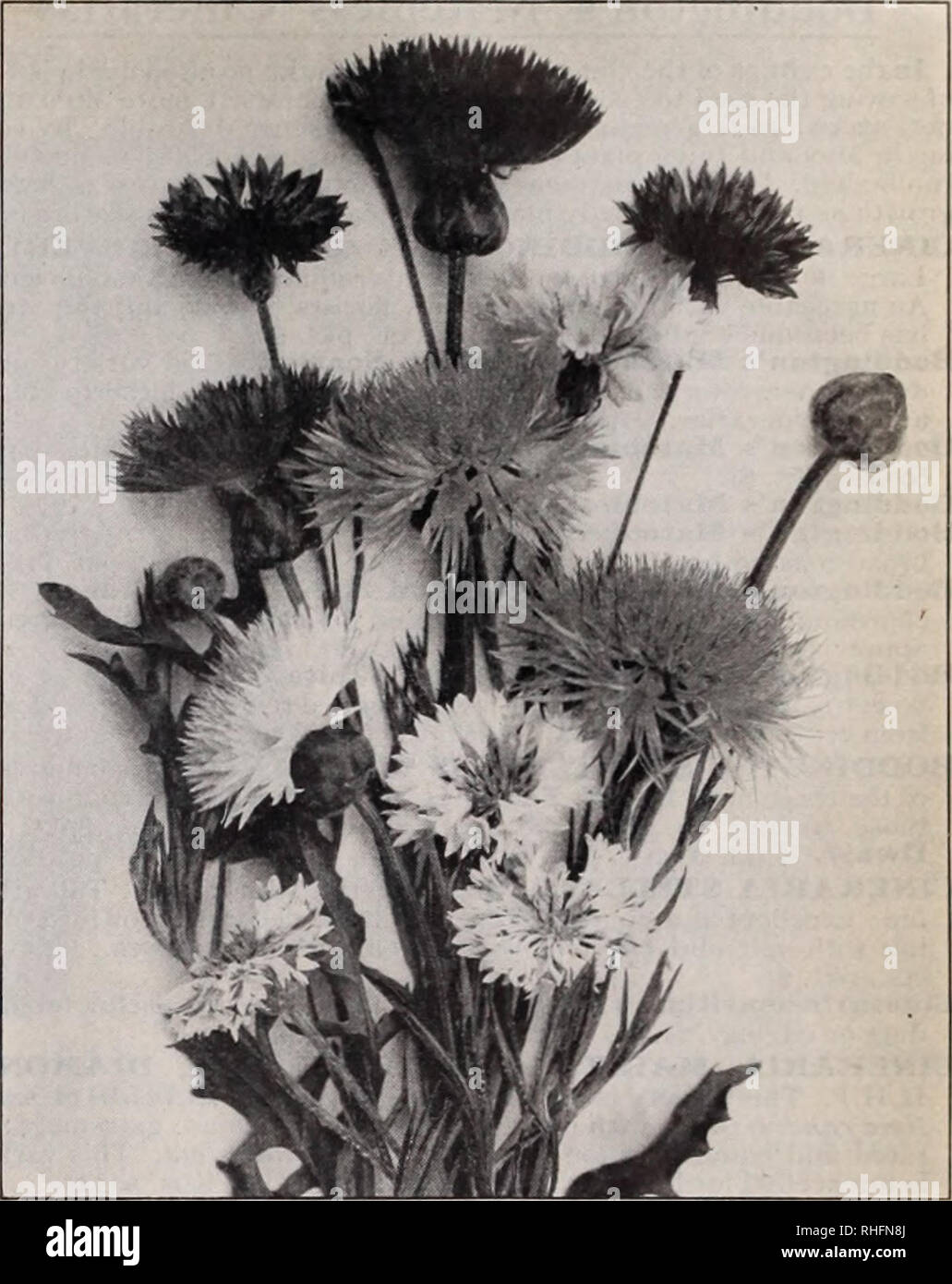 . Boddington's quality bulbs, seeds and plants / Arthur T. Boddington.. Nursery Catalogue. BODDINGTONS '^yUa£Wl/ SEEDS 21 Centaurea h.h.p. and h.a. Candidissima (Dusty Miller), i ft. For borders or Pkt. Oi. edgings Jioz., )iSi..$o 20 Gymnocarpa. Taller than the above 10 $0 80 Odorata, Chameleon. Yellow and rose; very fragrant. 10 200 Margaritae. ft. Flowers 2V2 inclies across, of the purest white and delightfully scented. A garden treasure. 10 i 00 Suaveolens (Yellow Sweet Sultan) 10 60 Montana, Blue. H.P. 2 ft. Summer 10 &quot; alba. H.P. 2 ft. White 10 CYANUS (Blue Cornflower, or Bachelor's  Stock Photo