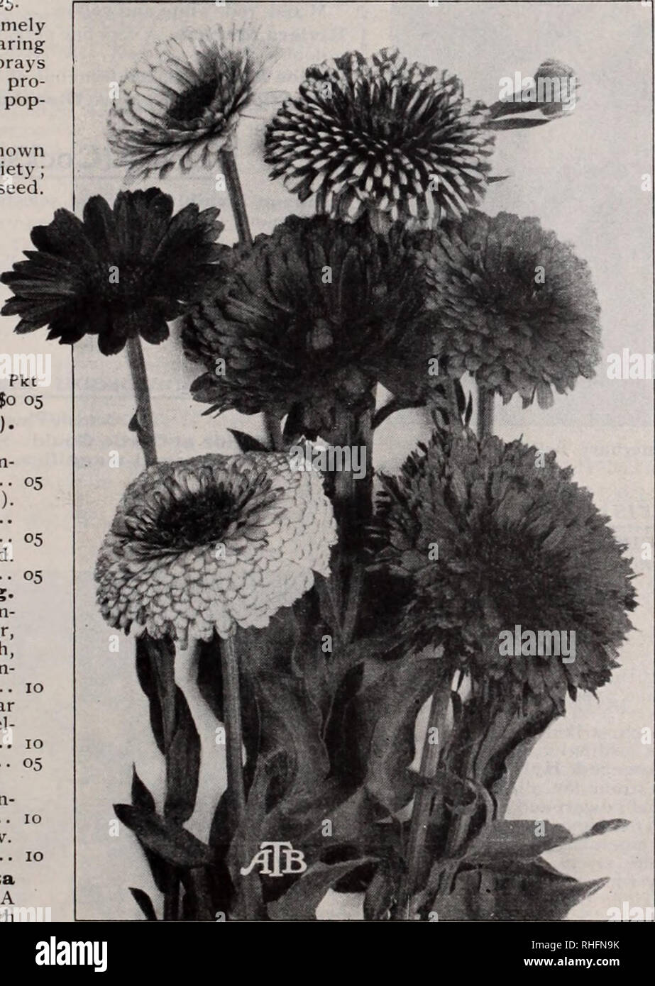 . Boddington's quality bulbs, seeds and plants / Arthur T. Boddington.. Nursery Catalogue. BODDINGTON'S &quot;&quot;^^^^/i:?^^^ S EED&quot;s 19 Glory. Calceolaria Hybrida, Boddington's Perfection The herbaceous Calceolaria is an easily cultivated plant. So long as frost is excluded from the plants in winter they are perfectly safe, and to attempt to hasten growth at any time is a failure. July is the best month for sowing the seed. The great advance made in the habit of the strains offered is remarkable, whilst in the colors there is a marked improvement. Saved by England's most famous spe- ci Stock Photo