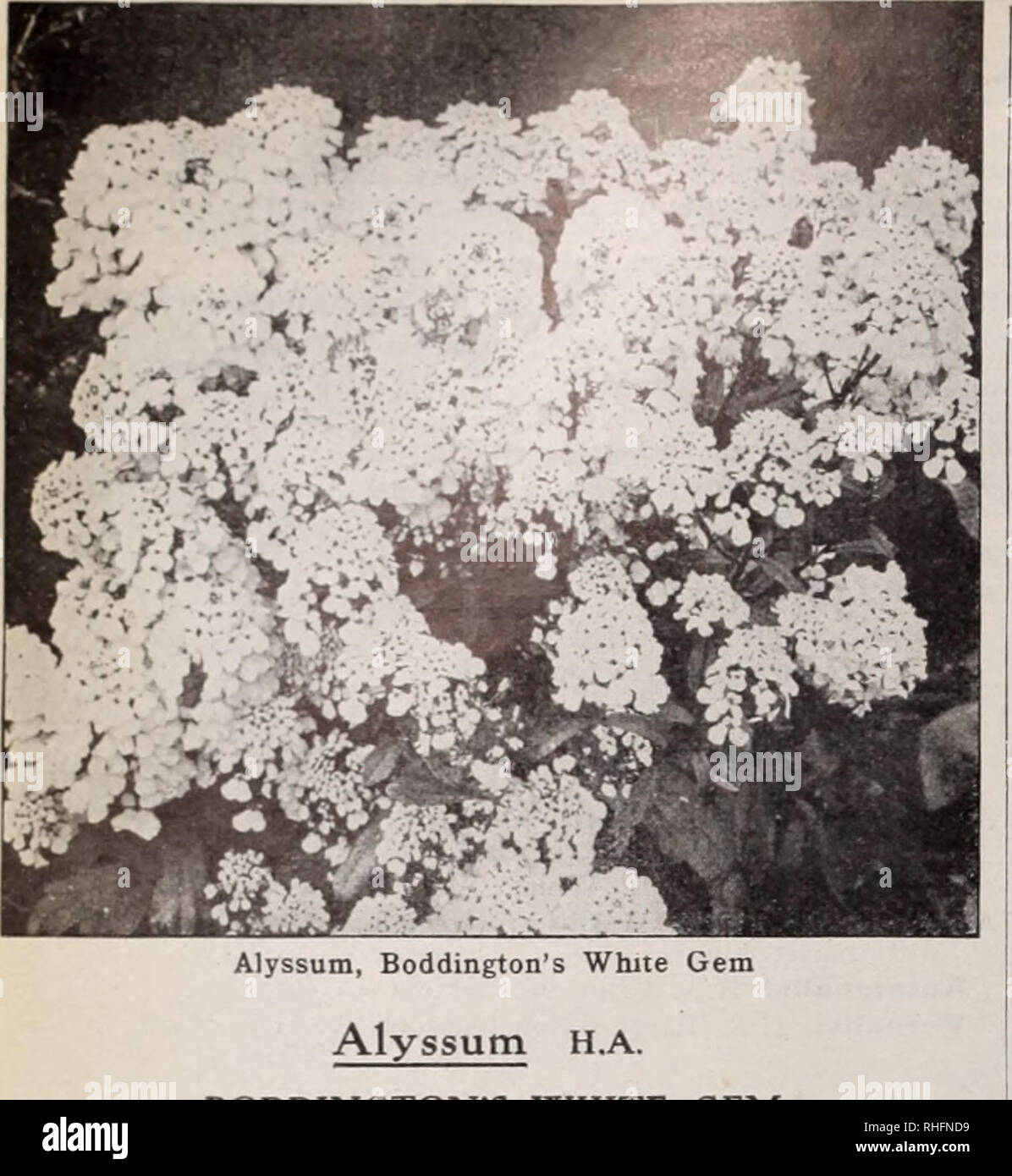 . Boddington's quality bulbs, seeds and plants / Arthur T. Boddington.. Nursery Catalogue. 10 Arthur T.Boddington. 342 West 14th St., New Vork City. Alyssutn H.A. BODDINGTON'S WHITE GEM A ernnri improvement on Little Gem. being much more compact; grand for carpet-bedding. Pkt. 25 cts., oz. fi.50. Benthami (Sweet Alyssum). Fragrant white flowers.. Pkt. Oz. Klb. $i..$0 05 $030 Maritimam, Little Gem. Pretty trailer 10 50 *' procumbens. Carpet of Snow 10 50 Argenteum. H.P. i ft. Yellow. June 10 60 SazatUe. H P. i ft. Bright yellow. June 10 60 compactum (Basket of Gold), i ft. Yellow. June 15 60 AL Stock Photo