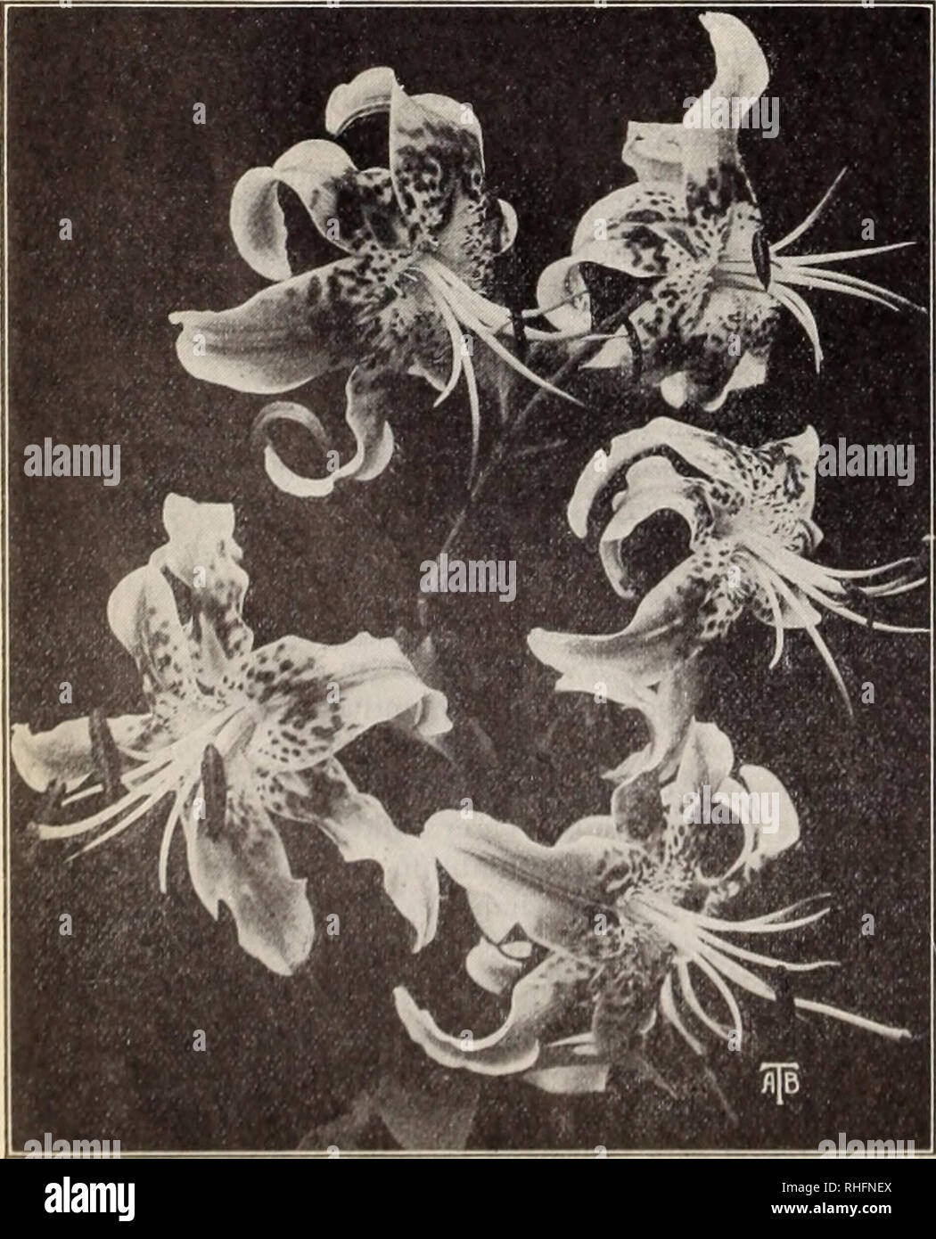 . Boddington's quality bulbs, seeds and plants / Arthur T. Boddington.. Nursery Catalogue. Lilium auratum (type. Lilium apecioBum (type; RARE LILIUM AURATUMS LILIUM AURATUM PICTUM. A very choice Each Do^. 100 type of Lilium am alum; pure white with red and yellow bands through each petal. Large bulbs $0 30 $3 00 $20 00 LILIUM AURATUM PLATYPHYLLUM. Flowers of inunense size, pure ivory-white, with a deep golden band tlirough each petal. Large bulbs 40 3 50 25 00 LILIUM AURATUM RUBRUM VITTATUM. A unique variety; flowers 10 to 12 inches across, ivory-white, with broad crimson stripe through center Stock Photo