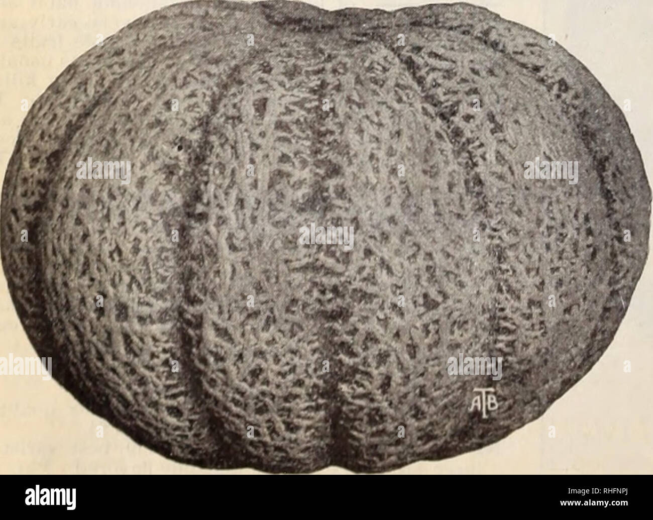 Boddington S Quality Bulbs Seeds And Plants Arthur T Boddington Nursery Catalogue Melon Musk 3udfer Sjlelone Melon Francais Melon Cultivate In Hills Which Should Be 5 To 6 Feet Apart Each