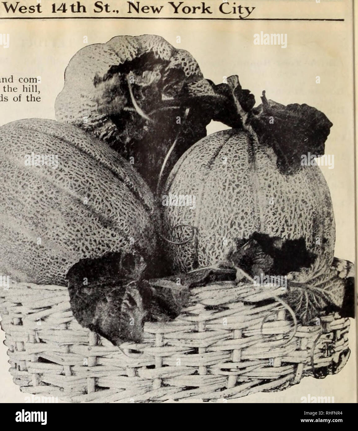Boddington S Quality Bulbs Seeds And Plants Arthur T Boddington Nursery Catalogue 84 Arthur T Boddington 342 West 14th St New York City Melon Musk 3udfer Sjlelone Melon Francais Melon Cultivate In