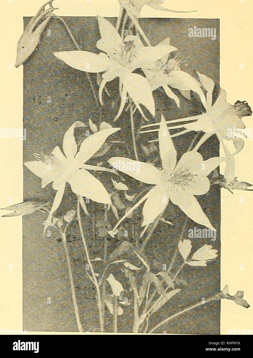 Bolgiano Of Baltimore Fall Price List Vegetable And Flower Seeds 1925 Seeds Maryland Baltimore Catalogs Vegetables Maryland Baltimore Catalogs Nurseries Horticulture Maryland Baltimore Catalogs Flowers Seeds Catalogs Gardening Equipment And