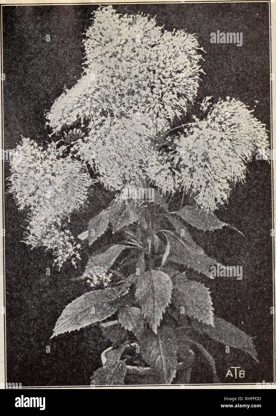 . Boddington's quality bulbs, seeds and plants / Arthur T. Boddington.. Nursery Catalogue. Uoaaingtou'B Quality Zinnias (See page 58) Trachelium caeruleum VERBASCUM (Mullein). H.P. Pkt. Blattaria alba giganteum. 4 ft. White. July to Sept So 501 Libani. 4 ft. Yellow. July to September 10 Olympicum. 6 ft. Yellow. July to September lo Phoeniceum. ij^ft. Purple. May and June 05 VINCA. The Annual Periwinkle from Madagascar. T.P. Useful for conservatories or bedding. Pkt. Oz. Alba. White $0 10 $1 00 Rosea. Rose 10 i 00 &quot; alba. Rose and white 10 1 00 Mixed 10 75 VIRGINIA STOCKS. H.A. Sweet-scent Stock Photo