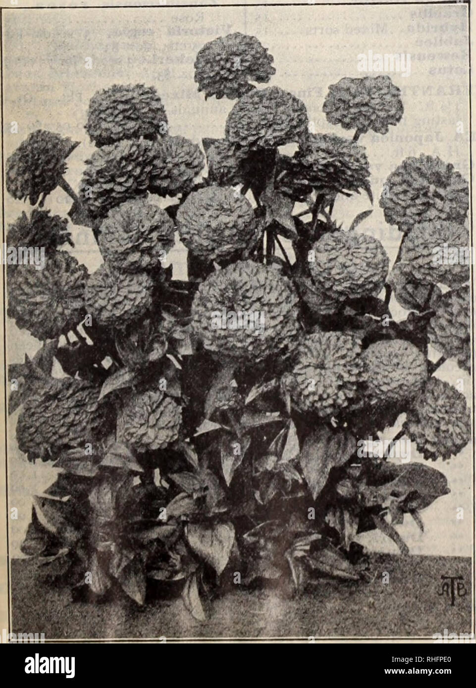 . Boddington's quality bulbs, seeds and plants / Arthur T. Boddington.. Nursery Catalogue. BODDINGTON'S ^A^^XtC^A/ SEED&quot;s 57 Trachelium coeruleum G.S.) A free-growing greenhouse annual of easy culture, having large cloud-like heads of clear pale mauve flowers somewhat resembling Gypsophila. Height, i8 in. Pkt. 25 cts., 5 pkts. for jSi. TRITOMA (Red-Hot-Poker; Flame Flower). HP. 4ft. Pkt New sorts, mixed. Summer $0 25 TROLLIUS (Globe Flower). H.P. 2 ft. Summer. Caucasicus (Golden Globe). Yellow â 10 Japonicus fl.pl. Double yellow VJoz., S1.25.. 25 New Hybrids. Mi.xed ' 25 TOBACCO, see Nico Stock Photo