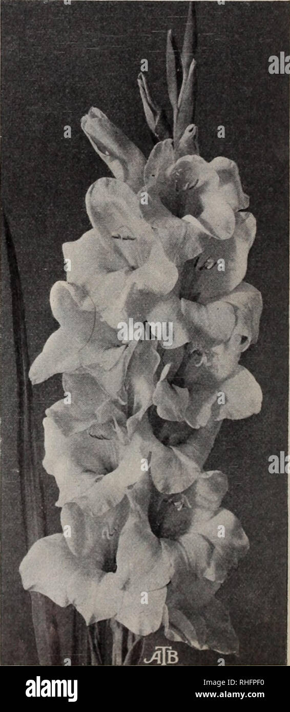 . Boddington's quality bulbs, seeds and plants / Arthur T. Boddington.. Nursery Catalogue. Gladiolus Colvillei (type) Ackermanii. New. Salmon-orange, with white handsome. 25c. per doz., $1.50 per 100, $12 per 1,000. Qaeen Wilbelmina. Blush-white, with conspicuous blotches of cream, with scarlet margin. 50 cts. per doz., $3 per 100, $28 per 1,000. Sappho. Large; white, shaded pale hlac, with faint, creamy blotches, edged violet. 20 cts. per doz.. Si.50 per 100, $12 per 1,000. Gladiolus Gandavensis Hybrids Many gardeners plant these in boxes, or among their carnations, in the winter. They are ex Stock Photo