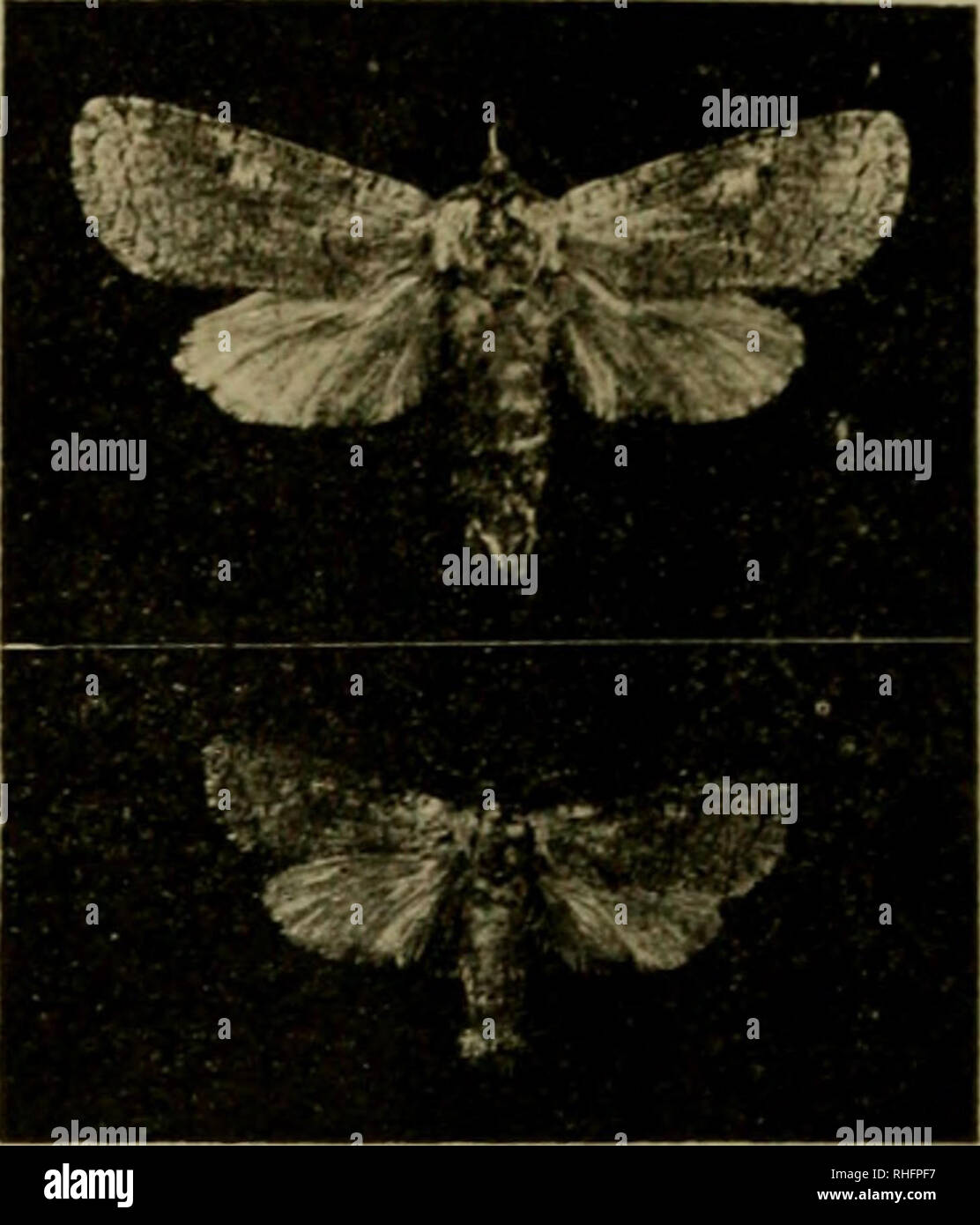 Las escamas de los lepidópteros  Museo Nacional de Historia Natural