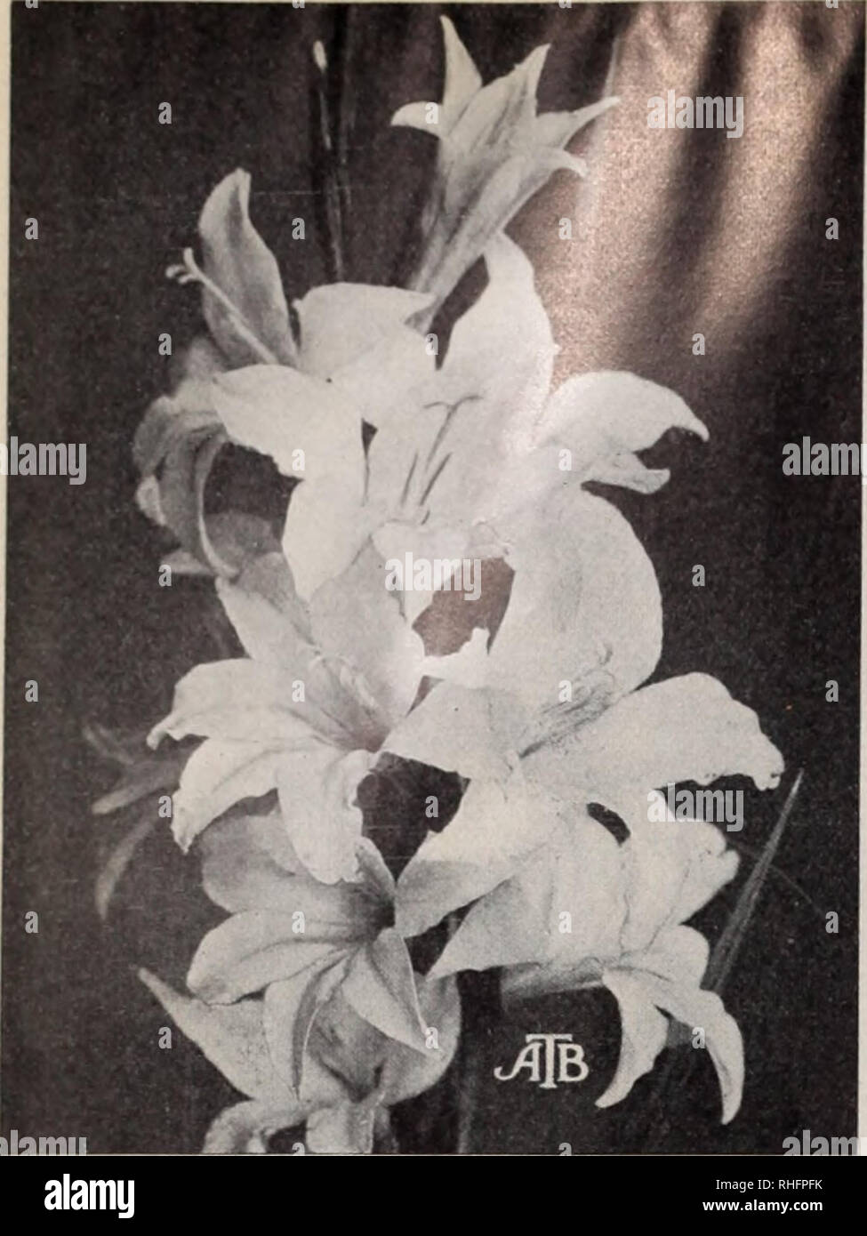 . Boddington's quality bulbs, seeds and plants / Arthur T. Boddington.. Nursery Catalogue. 20 Arthvir T. Boddington, 342 West 14th St.. New York City. Gladiolus Colvillei (type) Ackermanii. New. Salmon-orange, with white handsome. 25c. per doz., $1.50 per 100, $12 per 1,000. Qaeen Wilbelmina. Blush-white, with conspicuous blotches of cream, with scarlet margin. 50 cts. per doz., $3 per 100, $28 per 1,000. Sappho. Large; white, shaded pale hlac, with faint, creamy blotches, edged violet. 20 cts. per doz.. Si.50 per 100, $12 per 1,000. Gladiolus Gandavensis Hybrids Many gardeners plant these in  Stock Photo