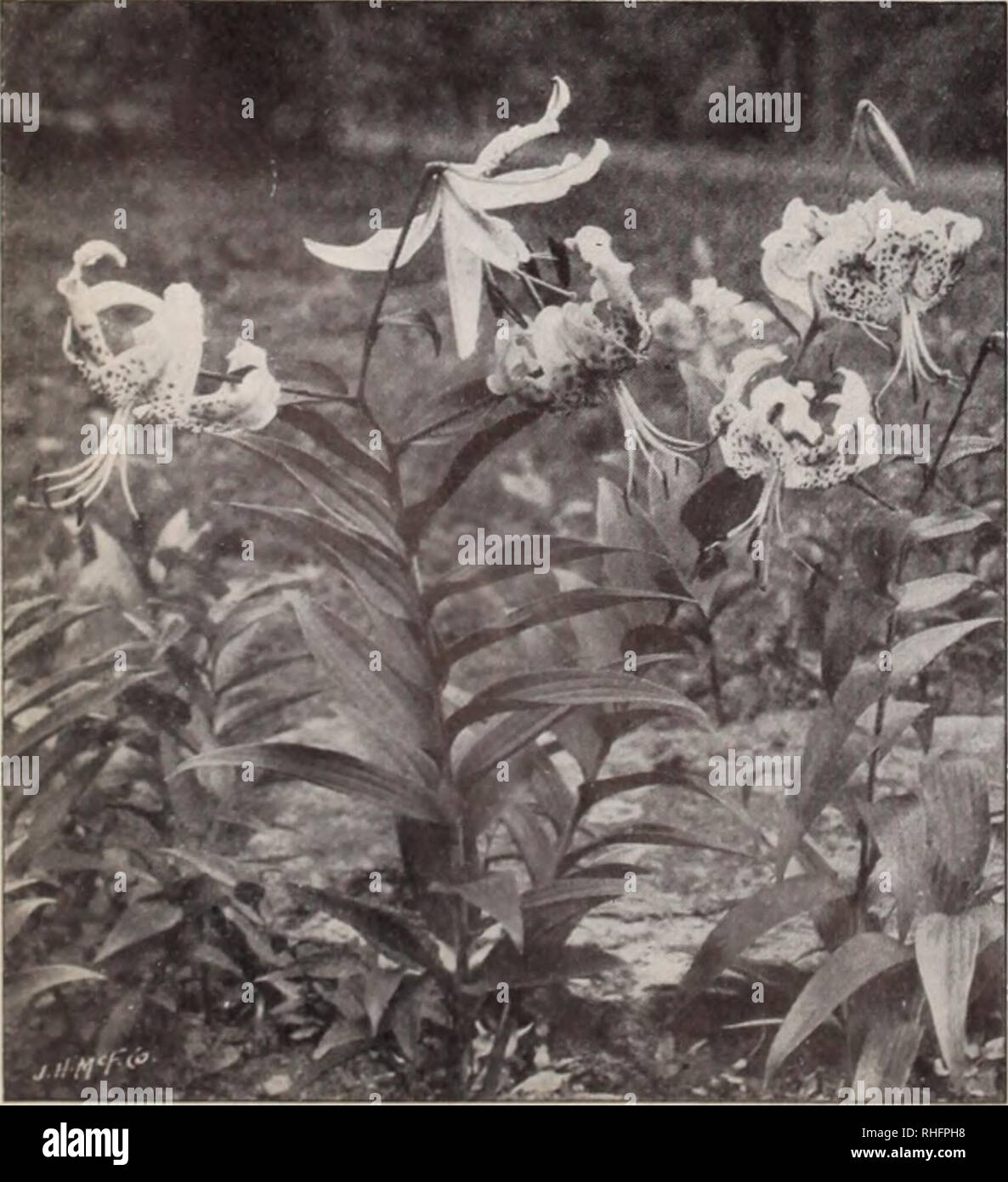 . Boddington's quality bulbs, seeds and plants / Arthur T. Boddington.. Nursery Catalogue. Lilium auratum (type) RARE LILIUM AURATUMS LILIUM AURATUM PICTUM. A very Each Doz. 100 choice type of Liliuvi auralutii: pure white, with red and yellow bands tliroiigh each petal $0 20 $2 00 $15 00. Lilium speeiosum (type) LILIUM AURATUM PLATYPHYLLUM. A Each Doz. 100 very strong and vigorous type of L. auiatum. Flowers of immense size, pure ivory-white, with a deep golden band through each petal $0 25 $2 50 $20 00 LILIUM AURATUM RUBRUM VITTATUM. . unique variety; flowers 10 to 12 inches across, ivory-w Stock Photo