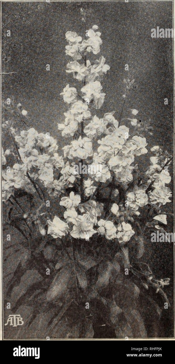 . Boddington's quality bulbs, seeds and plants / Arthur T. Boddington.. Nursery Catalogue. 48 Arthur T. Boddiugton, 342 West 14th St., New Vork City Senecio Abrotanifolius aurantiacus (Groutidsel). H.P. i ft. Purple. SumnitT. Fkt. 5 cts. Auriculatissimus. G.P. A cool greenhouse plant from British Central Africa. Does well either as a pot-plant or trained to pil- lars; it has peculiar-eared leaves, from which it takes its specific name, and masses of bright golden yellow star-shaped flowers which are freely produced in large trusses. Pkt. 50 cts. Ciivoram. H.P. This bold and handsome herbaceous Stock Photo