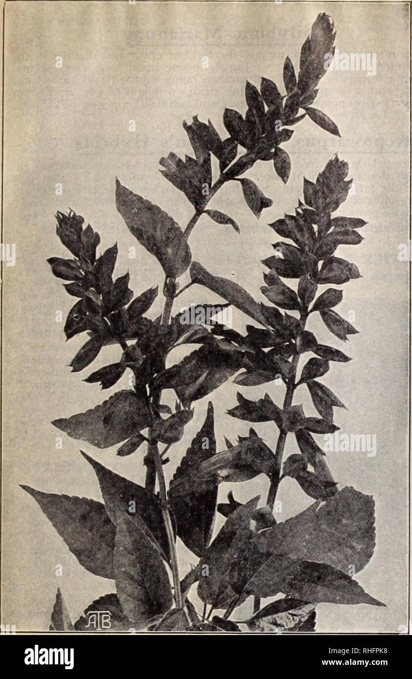 . Boddington's quality bulbs, seeds and plants / Arthur T. Boddington.. Nursery Catalogue. BODDINGTON'S ^A^CLtity SEEDS 47. SALVIA, continued pkt. VbOz- Splendensaucubaefolia iSilverspoti. Dark green leaves, with light sulphur siiots, resembling an avicuba bright scar- let flower $0 lo j!o 50 Splendens carminea. New. Splendid rose-carmine ; a new shade not seen heretofore in the Salvia, dwarf 50 Splendens gigantea. Attains the enormous height of 7 ft.; highly recommended for groups, or as an individual speci- men ••• 10 75 Splendens, pendula. Drooping spikes. Very large drooping spikes of bril Stock Photo