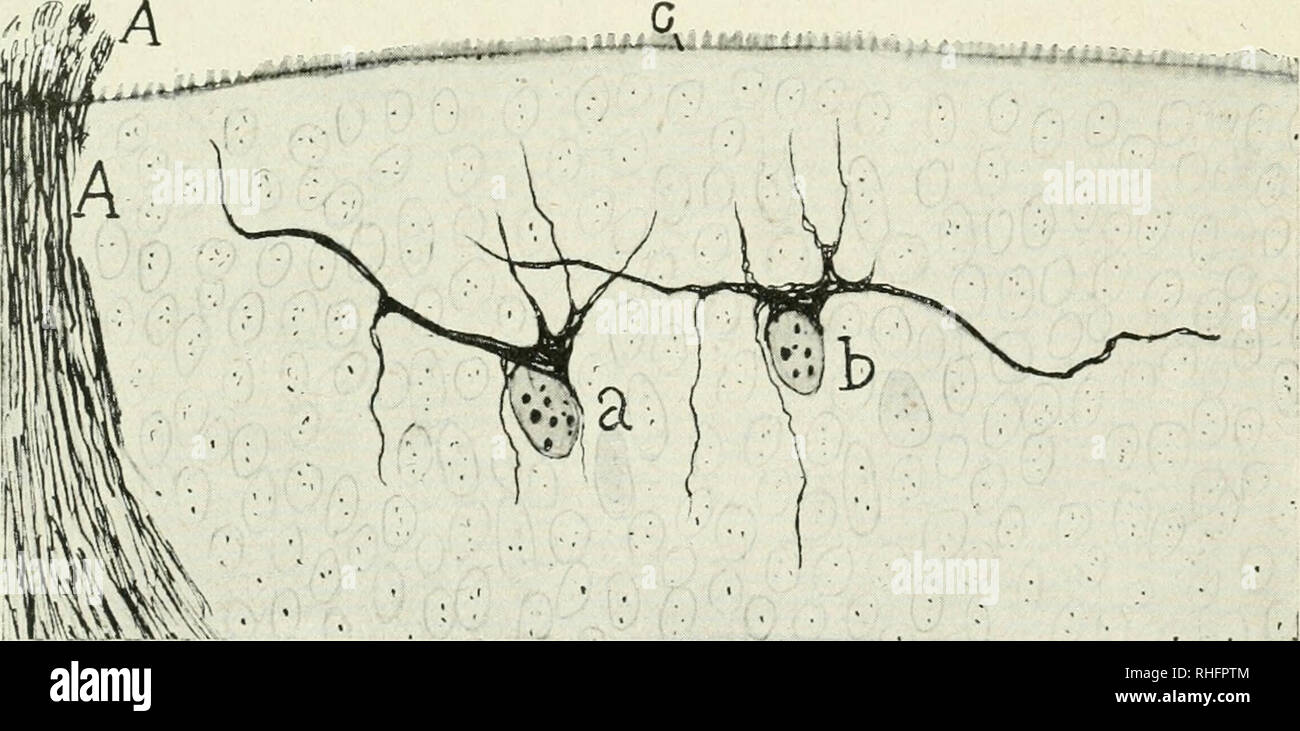 . Boletín de la Sociedad Española de Biología. Biology. Fig. 2.— Células horizontales déla retina del ratón blanco recién nacido. — a, a*, a^, a*, tipos bipolares; b, b, tipos de grueso tallo dendrítico ascendente, ramificado. i«M-au leüuíüi.::. Fig. 3.— Corte de la retina del ratón de un día. Vecindad^del nervio óptico (A). — « y b, células horizontales con largas expansiones tangenciales; c, rudimentos de la capa de los bastoncitos.. Please note that these images are extracted from scanned page images that may have been digitally enhanced for readability - coloration and appearance of these  Stock Photo
