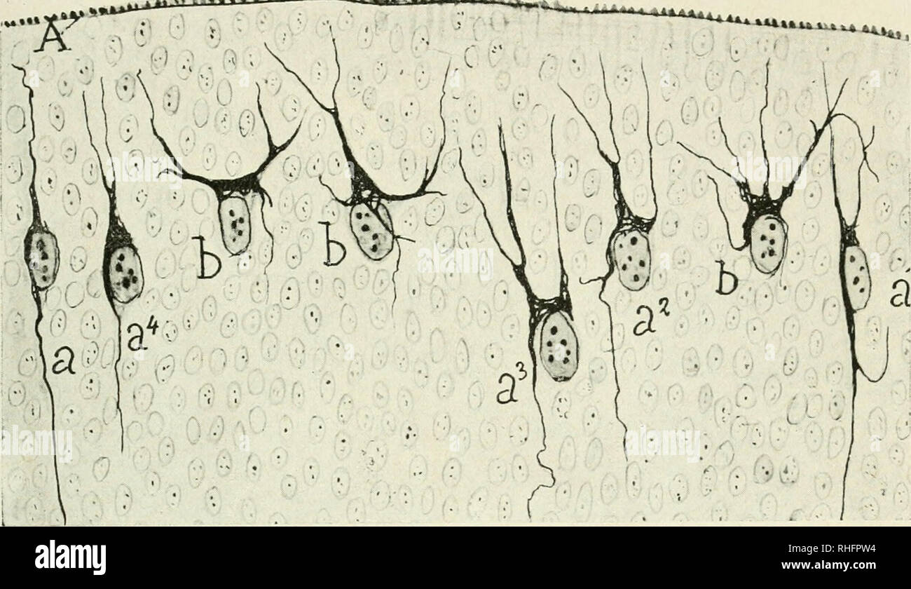 . BoletÃ-n de la Sociedad EspaÃ±ola de BiologÃ-a. Biology. S. R. Cajal. LÃ¡mina LIX. V f..-.. â &lt; Â«n ^ Â«'I. Fig. 2.â CÃ©lulas horizontales dÃ©la retina del ratÃ³n blanco reciÃ©n nacido. â a, a*, a^, a*, tipos bipolares; b, b, tipos de grueso tallo dendrÃ-tico ascendente, ramificado. iÂ«M-au leÃ¼uÃ-Ã¼i.::. Please note that these images are extracted from scanned page images that may have been digitally enhanced for readability - coloration and appearance of these illustrations may not perfectly resemble the original work.. Sociedad espaÃ±ola de biologÃ-a; Sociedad espaÃ±ola de biologÃ-a. M Stock Photo