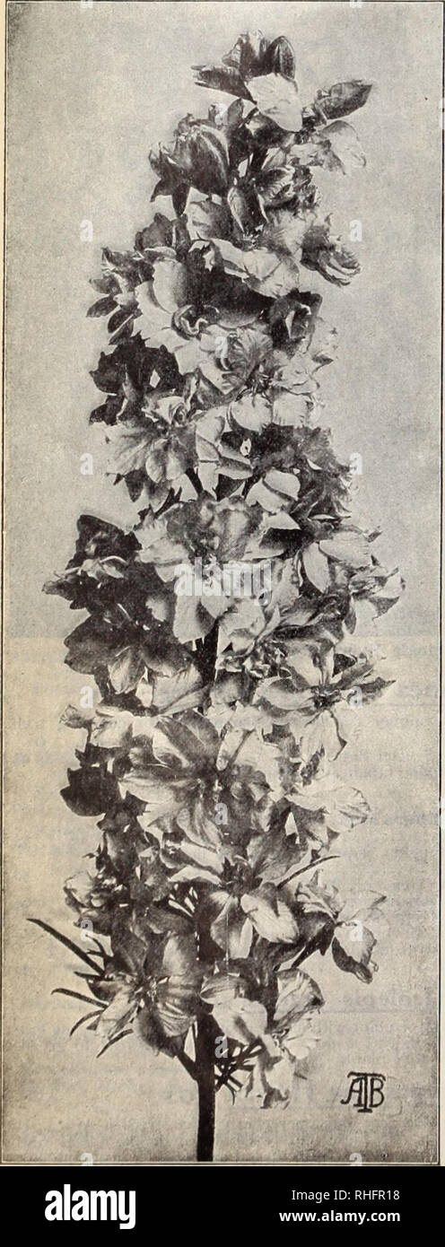 . Boddington's quality bulbs, seeds and plants / Arthur T. Boddington.. Nursery Catalogue. 34 Arthur T.Boddington, 342 West 14th St.. New Vork City IMPATIENS HOLSTII. NEW HYBRIDS (Mixed) It is seldom that a novelty conies as (]uickly into general favor as the splendid East African Balsam, /. Holslii. Witli its brilhant  i rmilion-red Hou ( rs, it is indeed an excellent pot-plant, and also extremely useful for tin cpen border, groujjs in a half-sunny position producing a striking effect. It may be reni.n Ued that the broad petaled blooms are  %.o  'A inches in diameter. The new colors now o Stock Photo