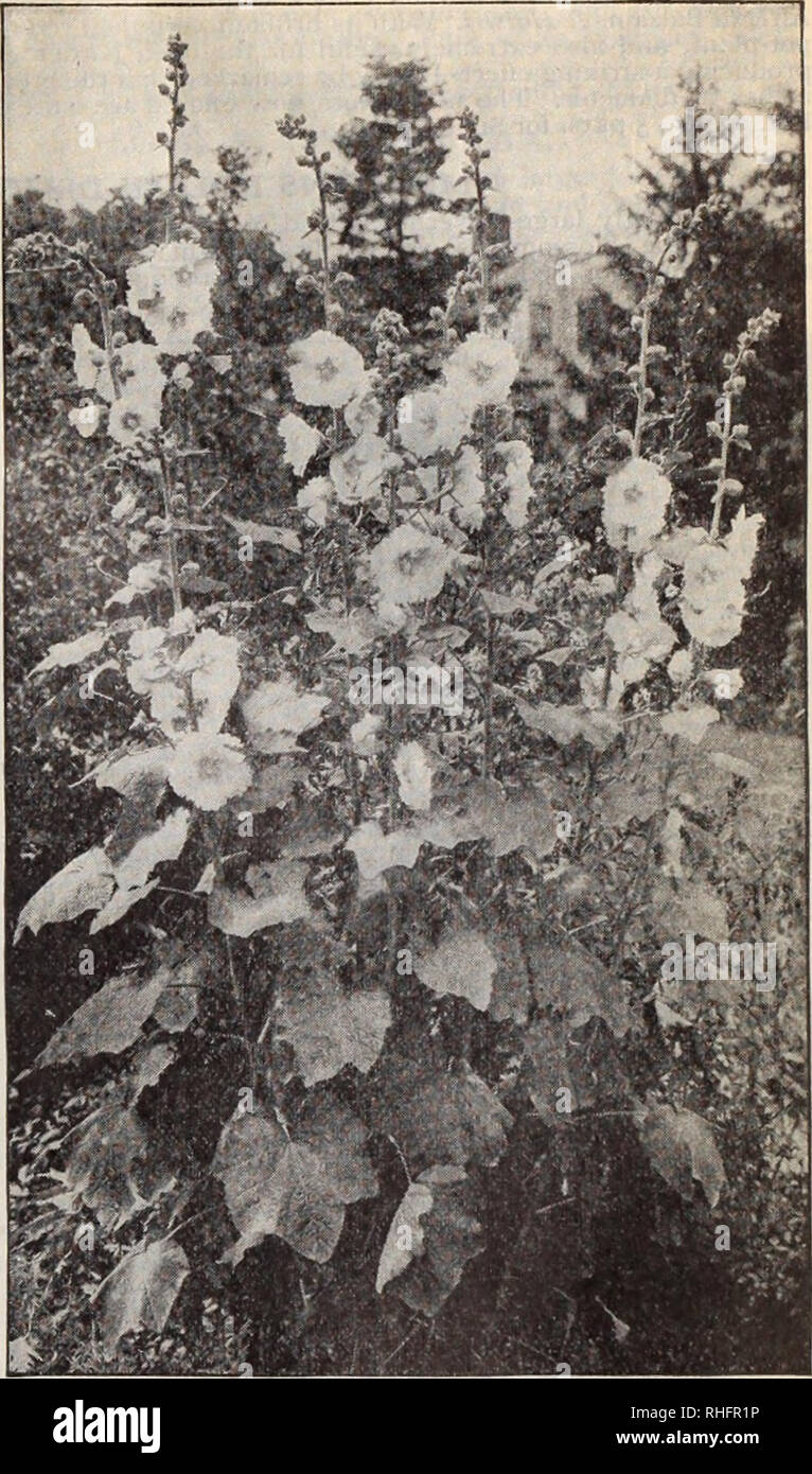 . Boddington's quality bulbs, seeds and plants / Arthur T. Boddington.. Nursery Catalogue. Japanese Morning-Olory Single Hybrid Everblooming Hollyhocks Ipomoea (Morning-Glories) H.A. Quick-growing summer climbers. Unsurpassed for covering trel- lises, wails, etc. put. Oz. Coccinea. 10 ft. Scarlet flowers $005 $025 Imperial Japanese (Japanese Morning-GIory). See Con- volvulus. Leari. Dark blue 10 i 50 Mexicana grandiflora alba. 15 ft. The great white Moon- llower 10 75 Bona-nox (Good-night). Opens large white flowers in the evening 05 25 Rubro-coerulea ( Heavenly Blue). 15 ft. Sky-blue flowers  Stock Photo