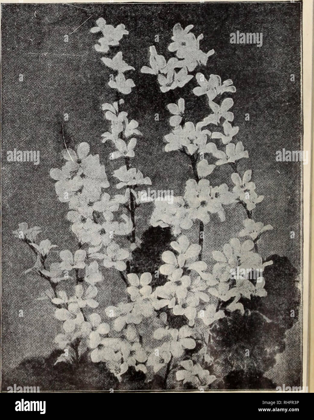 . Boddington's quality bulbs, seeds and plants / Arthur T. Boddington.. Nursery Catalogue. Francoa ramosa (Bridal ^^reath) G.P. neautiful decorative i)laiU, wliich is of the easiest possible green- house culture. During the summer months it produces a large num- ber of elegant sprays of pure white flowers. Excellent for cutting. Height 2''! ft. Pkt. 25 cts. FUNKIA (Plantain Lily). H.P. 2 ft. Summer. Pkt. Coerulea. Blue |o 10 Cordata aureo-variegata. VV'liite 10 Ovata. Bine 10 Sieboldii hybrida. White 10 &quot; marginata. White 10 Gaillardia One of the most useful and desirable annuals and pere Stock Photo