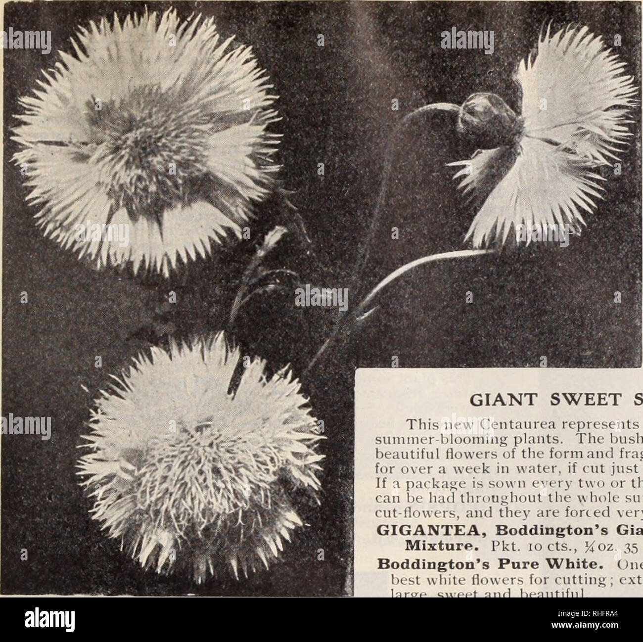 . Boddington's quality bulbs, seeds and plants / Arthur T. Boddington.. Nursery Catalogue. BODDINGTON'S SEEDS. Centaurea (H h.p. and h.a.) Candidissimai I)usly iMillei ). i ft. For Pkt. Oz. borders or ed&gt;;iiius-• i ,000 seeds, 75c. .$0 20 Gymnocarpa. Taller than the above... 10 go 80 Odorata Chameleon. Yellow and rose ;  i-i v fra.nraiit 10 2 00 Margaritae. i 5; ft. Fluwers 2'i inches ;u Tci^s, of the (lurest white and delight- fiill' scented. A garden treasnre 10 I 00 Suaveolens (Yellow Sweet Sultan) 05 60 Montana, Blue. H.P. 2ft. Summer.. 05 alba. H.P. 2ft. White.... 10 CYANUS (Blue Cor Stock Photo