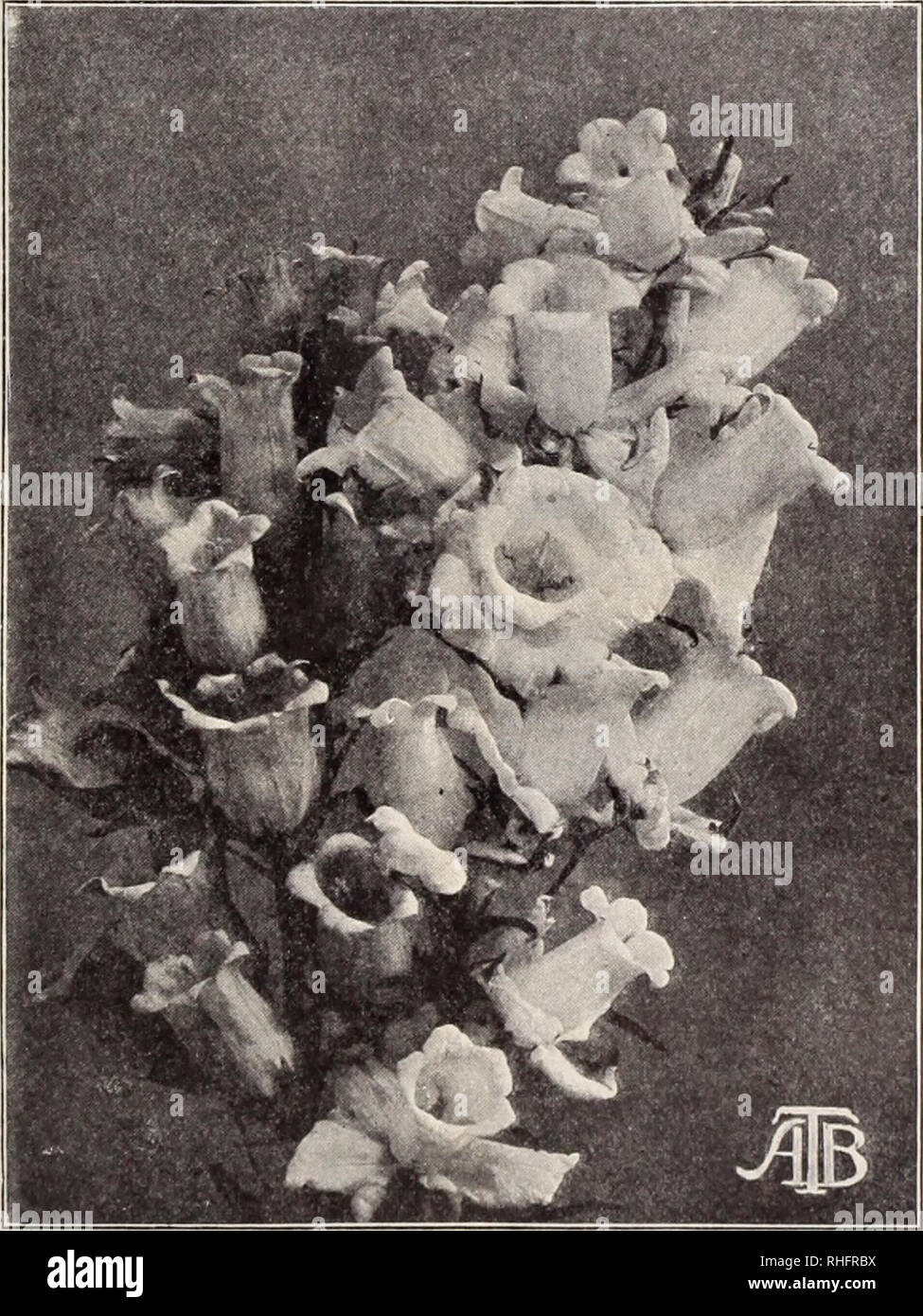 . Boddington's quality bulbs, seeds and plants / Arthur T. Boddington.. Nursery Catalogue. BODDINGTONS ^AX^CLtitt/ SEEDS 23 Calceolaria Hybrida, Boddington's Perfection Campanula (Bell Flower) H.P. The herbaceous Calceolaria is an easily cultivated plant. So long as frost is excluded from the plants in winter they are perfectly safe, and to attempt to hasten growth at any time is a failure. July is the best niontli for .sowing the seed. The great advance made in the habit of the strains offered is remarkable, whilst in the colors there is a marked improvement. Saved b)' England's most famous s Stock Photo