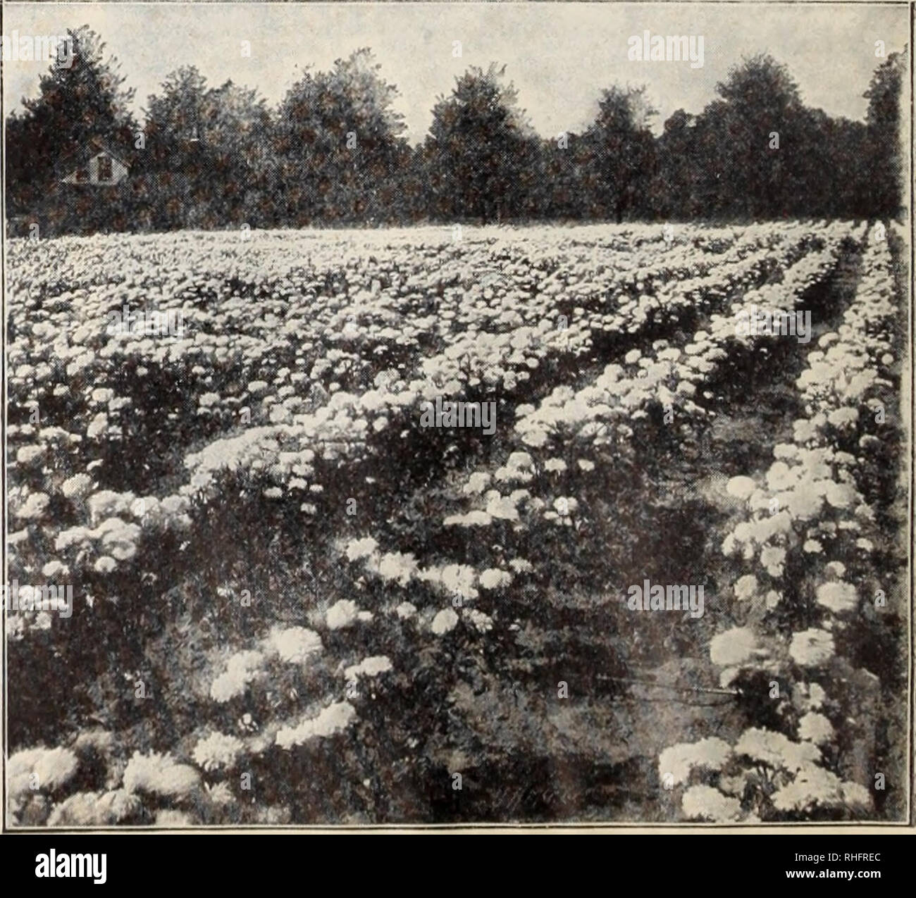 Boddington S Quality Bulbs Seeds And Plants Arthur T