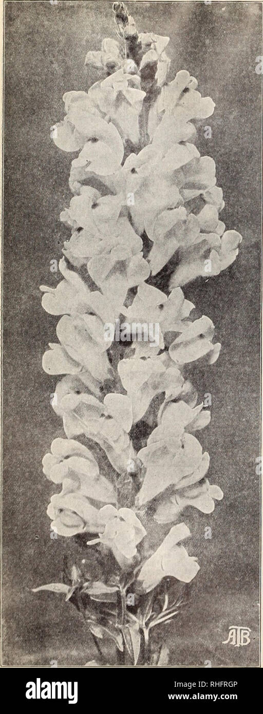 . Boddington's quality bulbs, seeds and plants / Arthur T. Boddington.. Nursery Catalogue. 16 Arthur T.Boddinjjton. 342 West 14th St.. New York City. Boddington's Quality Antirrhinum. Queen Victoria Alyssum (H.A.) BODDINGTON'S WHITE GEM A grand improvement on Little Gem, being much more compact; grand for carpet-bedding. Pkt. 25 cts., 5 for $1. Bentbami (Sweet Alyssum). Fragrant white flowers Pkt. Oz. 'Xh. $1. .$0 05 $0 30 Maritimum, Little Gem. I^retty trailer 05 50 &quot; procumbens. Carpet of Snow 10 50 Argenteum. H.l i ft. Yellow. June 10 60 Saxatile. i ft. Briglit vellow. June 10 60 eom Stock Photo