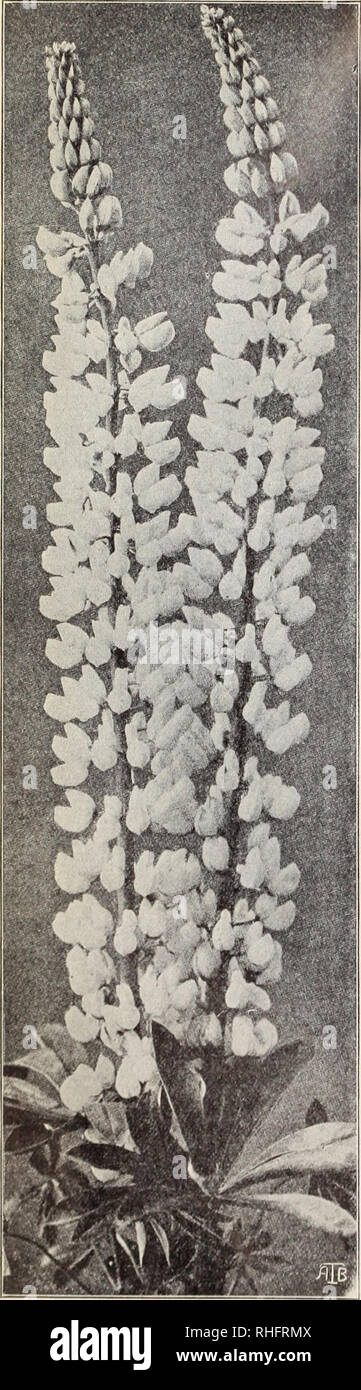 . Boddington's quality bulbs, seeds and plants / Arthur T. Boddington.. Nursery Catalogue. 8 Arthur T.Boddington, 342 West 14th St.. New York City. Gypsophila elegans carminea. (Novelty'09.) H.A. a splendid carmine-rose va- riety much brighter than Gypsophila elef;a&gt;is rosea. Tlie plants j;row about lo to 12 inches in height and are immensely free flowering, set with small, bright carmine-rose blooms. This Gypsophila will be found very useful for cutting and arranging with other flowers. Seeds can be sown in the open ground, in the early spring, where the plants remain for flowering. Pkt. 2 Stock Photo