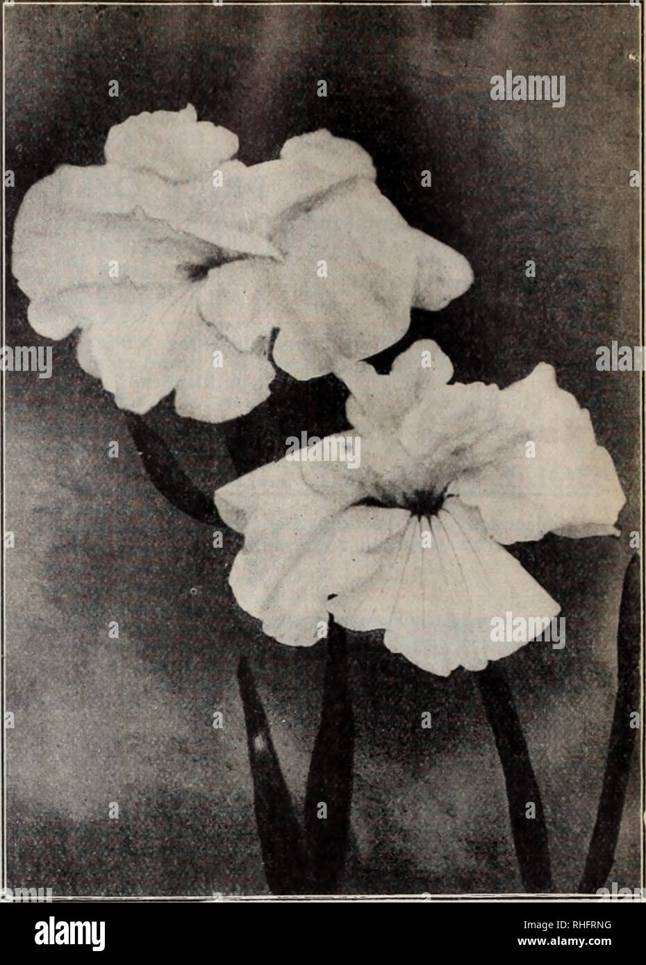 Boddington S Quality Bulbs Seeds And Plants Arthur T Boddington Nursery Catalogue 128 Arthur T Boddin Ton 342 Est 14th St New Vork City Japanese Iris Iris Kaempfeu The Japanese Iris Is