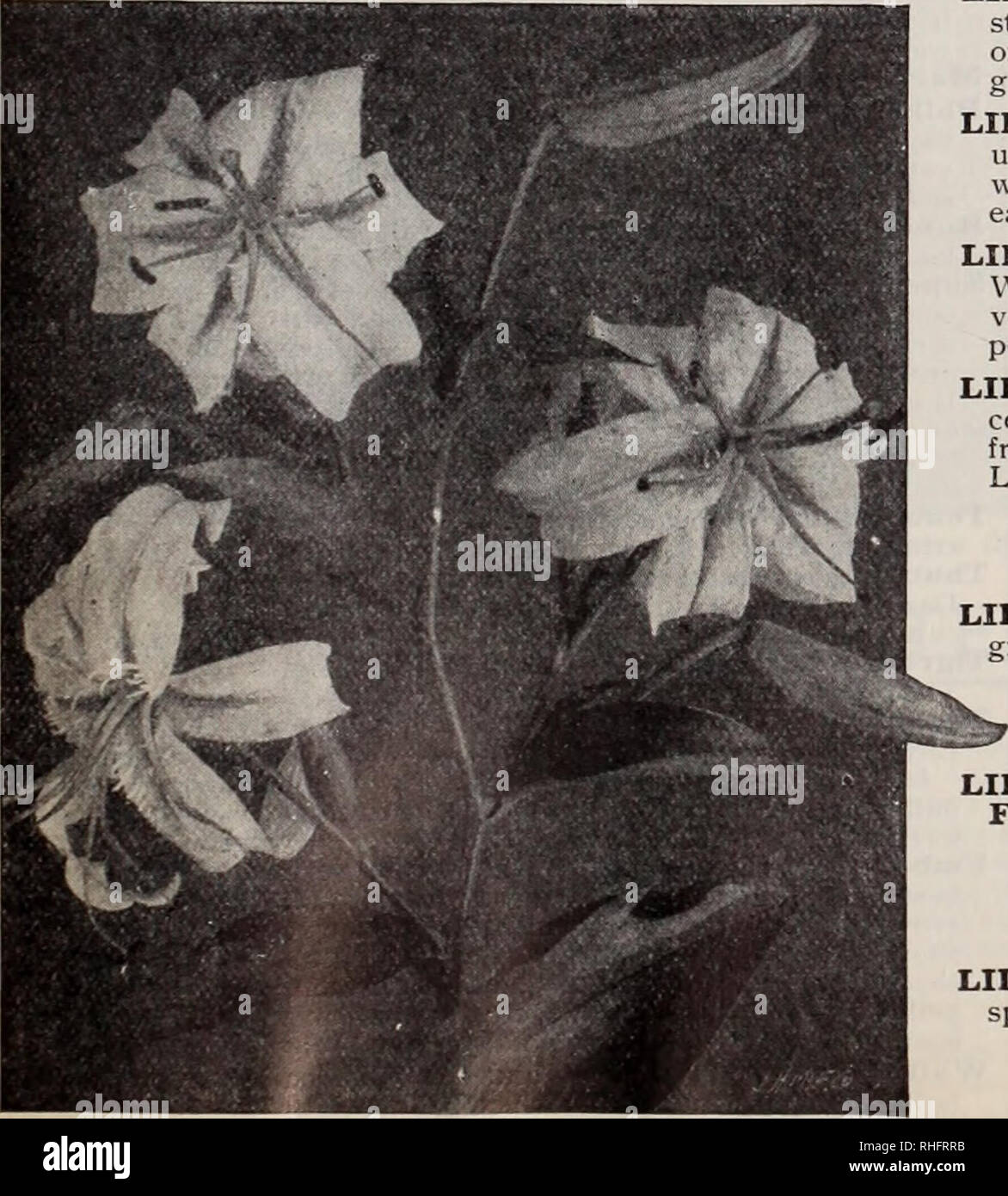 . Boddington's quality bulbs, seeds and plants / Arthur T. Boddington.. Nursery Catalogue. Lilium auratum (tjpe) RARE LILIUM AURATUMS LIL.IUM AURATUM PICTUM. A very choice type of Lilium aurahivi; pure white, with red and yellow bands Fach Doz ico through each petal. 8- to 9-inch bulbs $0 20 $2 00 $15 00 LILIUM AURATUM PLATYPHYLLUM. A very strong and vigorous type of L. aiiratioit. Flowers of immense size, pure ivory-while, with a deep golden band through each petal. 9- to ii-inch bulbs.. LILIUM AURATUM RUBRUM VITTATUM. A unique variety; flowers 10 to 12 inches across, ivory- white, with broad Stock Photo
