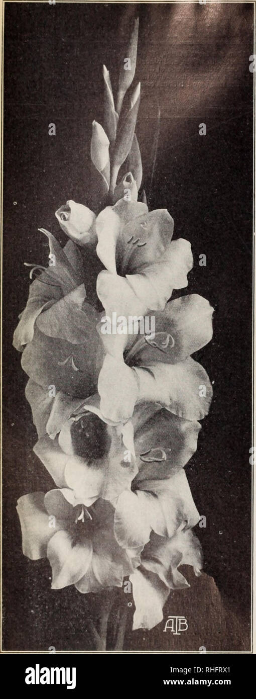 . Boddington's quality bulbs, seeds and plants / Arthur T. Boddington.. Nursery Catalogue. Gladiolus America GLADIOLI OF RECENT INTRODUCTION Gladioli are among the easiest and most satisfactory bulbs to grow, and beautify the large and small garden alike—their utility as a decorative flower either cut or growing is unquestioned. C.ladioli can be grown in beds by themselves or planted in the her- baceous border, or among the roses, peonies and shrubbery, where they will flower, when other varieties are out of bloom. Tlie best time to plant is about the first of May, putting in the smallest bulb Stock Photo