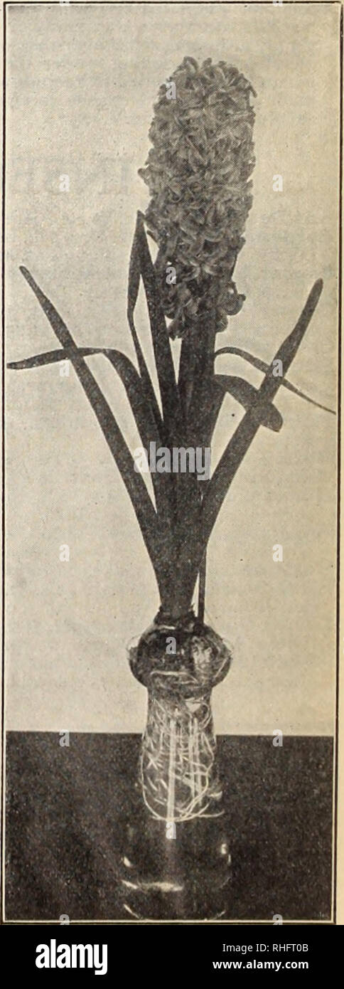 Myosotidium High Resolution Stock Photography And Images Alamy