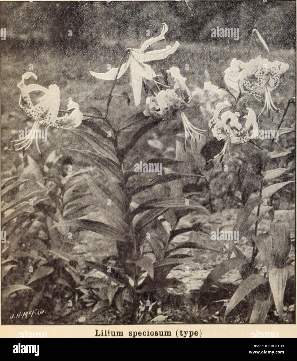 . Boddington's quality bulbs, seeds and plants / Arthur T. Boddington.. Nursery Catalogue. Lilium auratum RARE LILIUM AURATUMS LILIUM AURATUM MACRANTHUM. Another grand type of the ()1(leii 1 )an(leil l.il bulbs, 50 cts. each, I4 per doz., #30 per 100.. Lilium BpecioBum (type LILIUM AURATUM PICTUM. A very choice Each Doz. 100 type of Lilium auraluiii: pure white, with red and yellow bands tliroUL'h each petal. Large bulbs.... $0 30 $3 00 $20 00 LILIUM AURATUM PLATYPHYLLUM. A very strong and vigorous type of L. atiraturn. Flowers of immense size, pure ivory-white, with a deep golden band throug Stock Photo